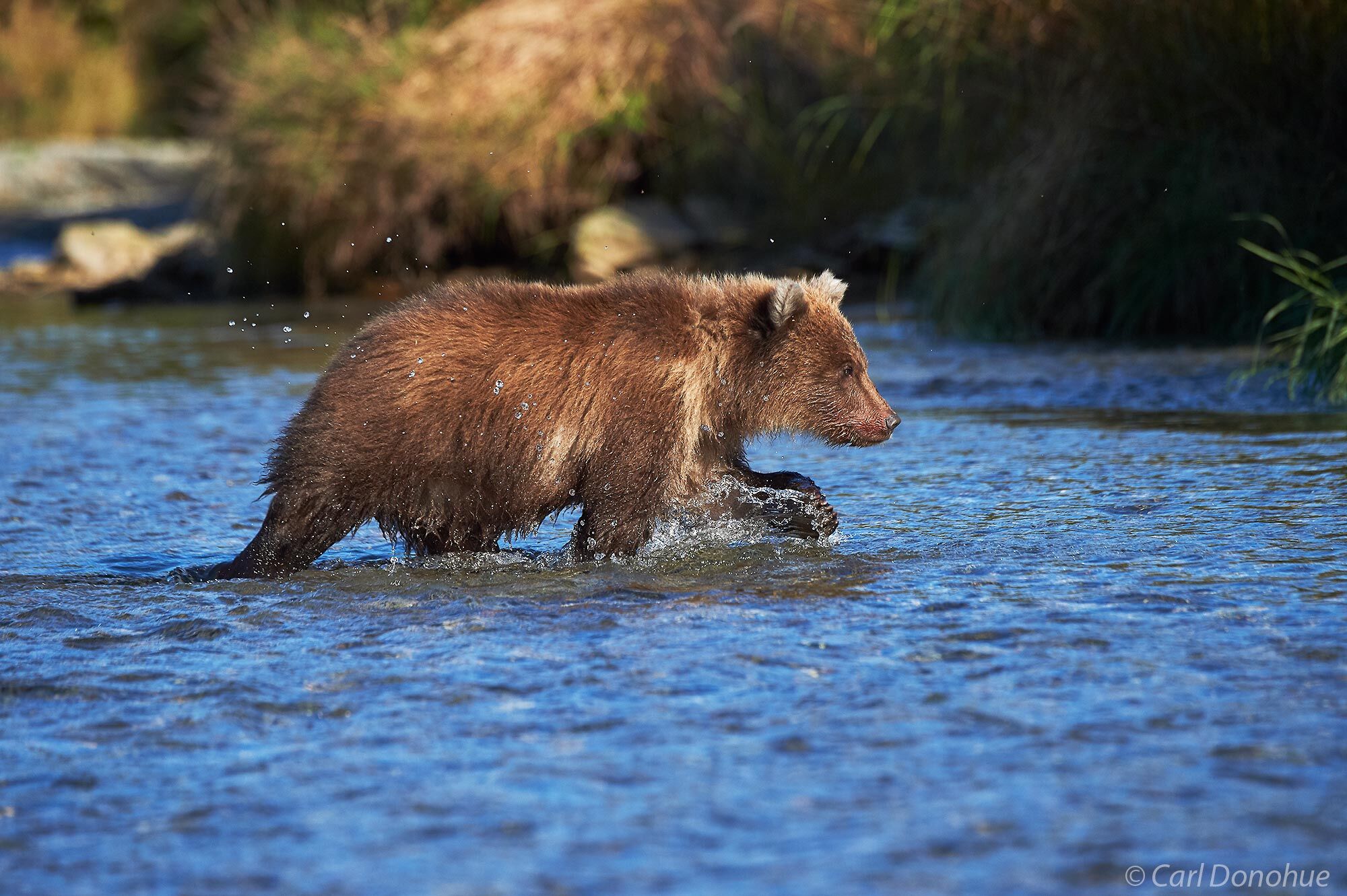 Grizzly bear cub (Ursus arctos) walking across a shallow coastal stream Katmai National Park and Preserve, Alaska.