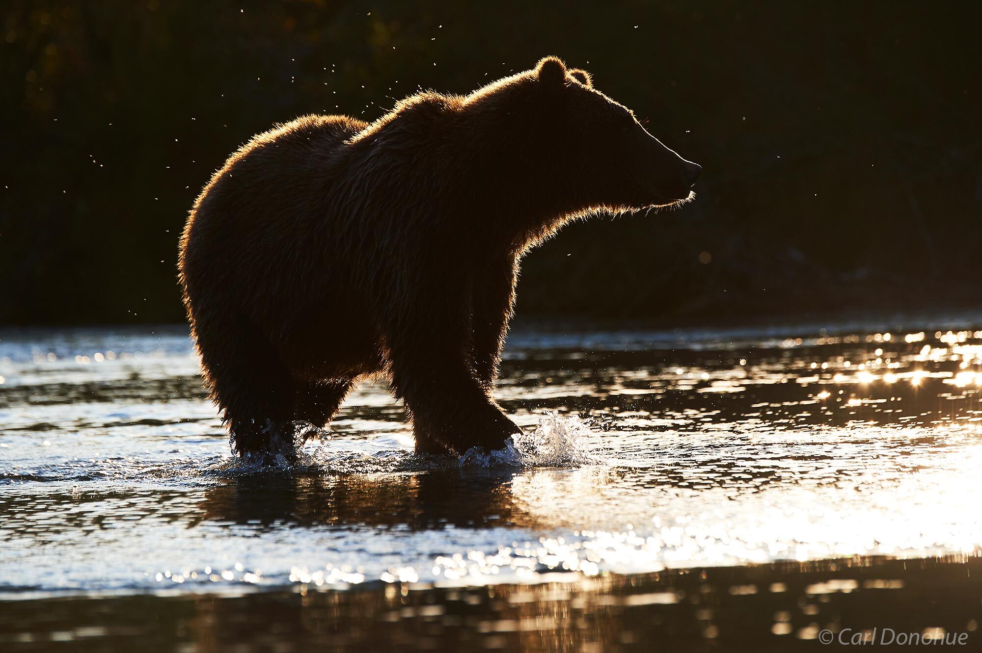 A backlit grizzly bear, with a  nice halo around the silhouetted body of the bear as it searches for salmon. Katmai National...
