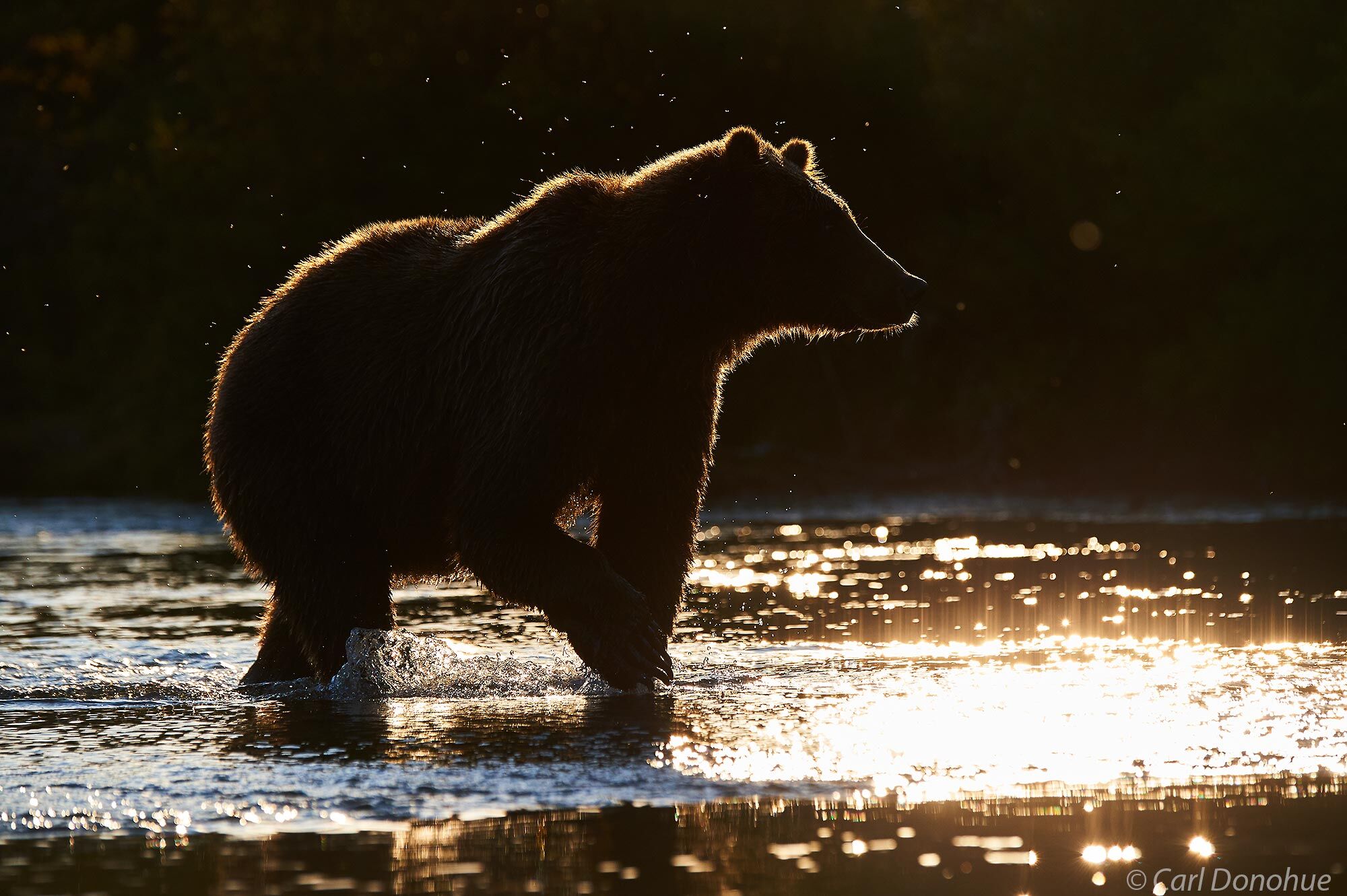 A backlit brown bear, with a  nice halo around the silhouetted body of the bear as it searches for salmon. Katmai National Park...