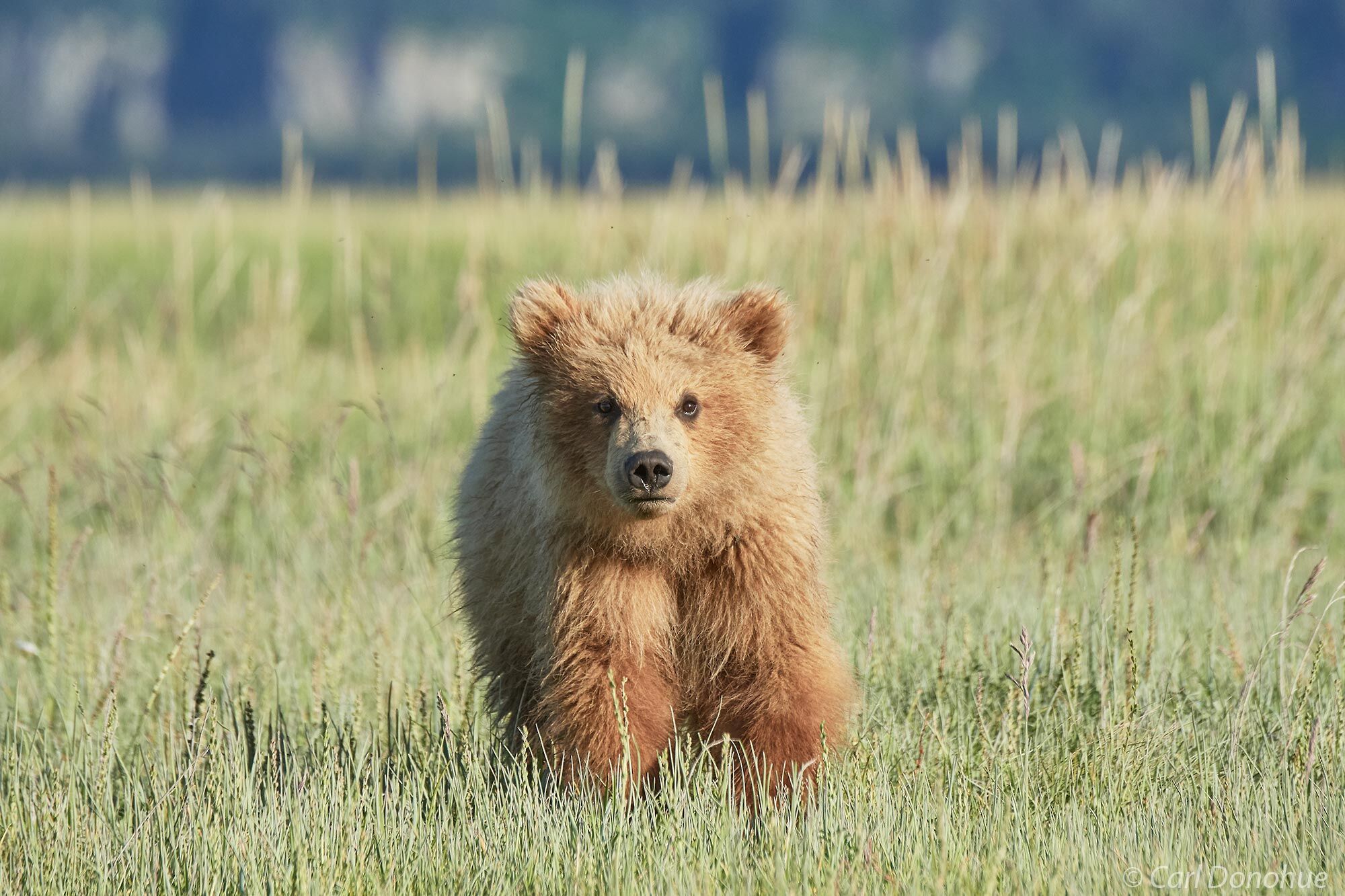 Grizzly bear cub (Ursus arctos) Katmai National Park and Preserve, Alaska.