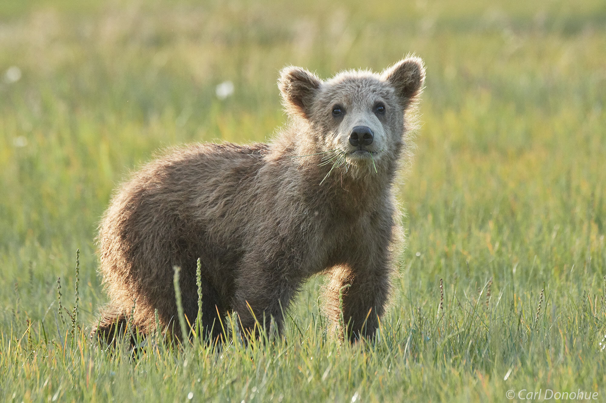 A backlit brown bear cub, or grizzly bear (Ursus arctos), walking across the sedge grass flats of Hallo Bay Katmai National Park...