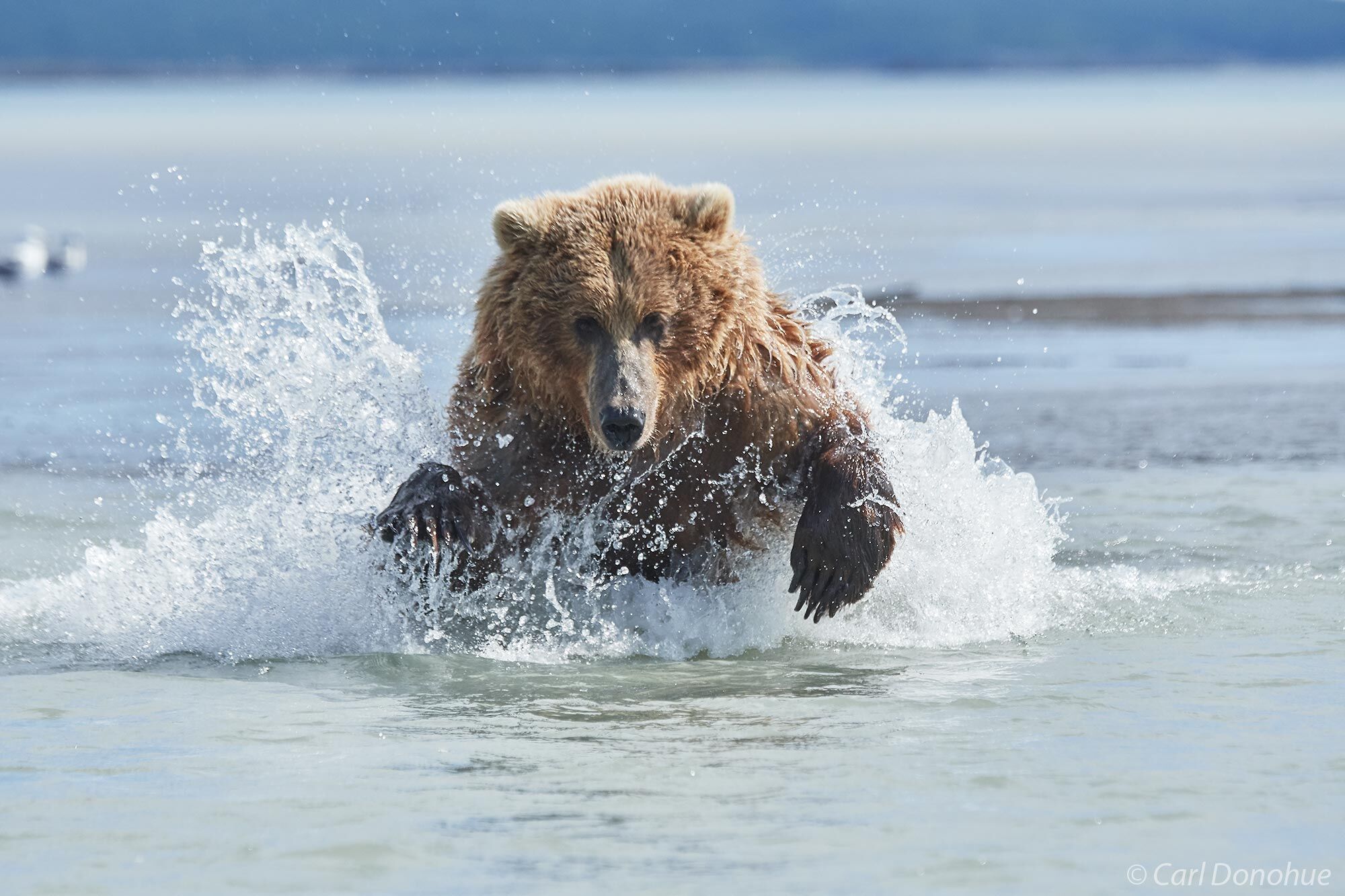 A female brown bear stalking salmon in the shallows of Hallo Bay, Katmai National Park and Preserve, Alaska.
