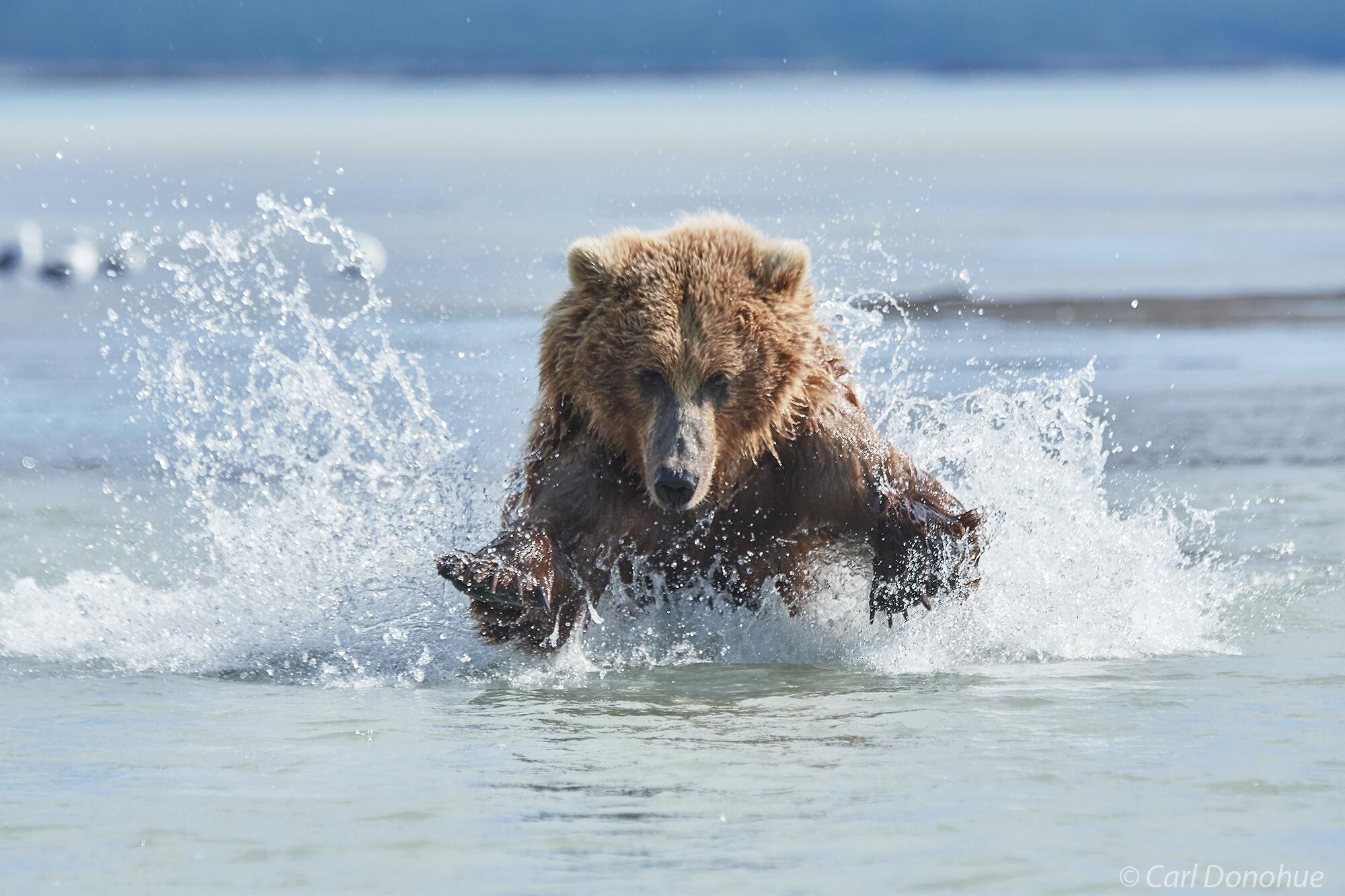 A female brown bear catching salmon in the shallows of Hallo Bay, Katmai National Park and Preserve, Alaska.