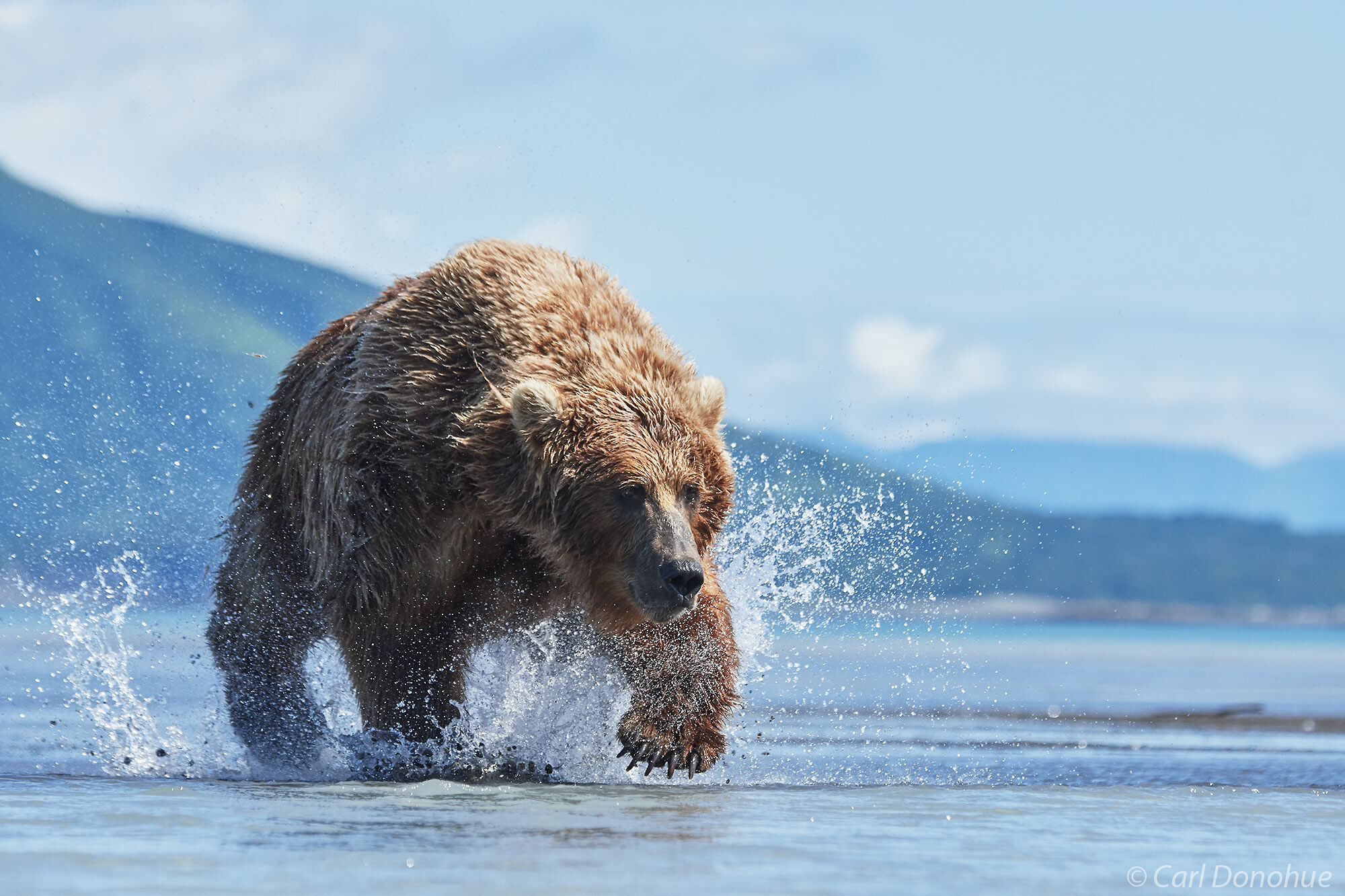 Female brown bear running after and trying to catch salmon in the shallows of Hallo Bay, Katmai National Park and Preserve, Alaska...