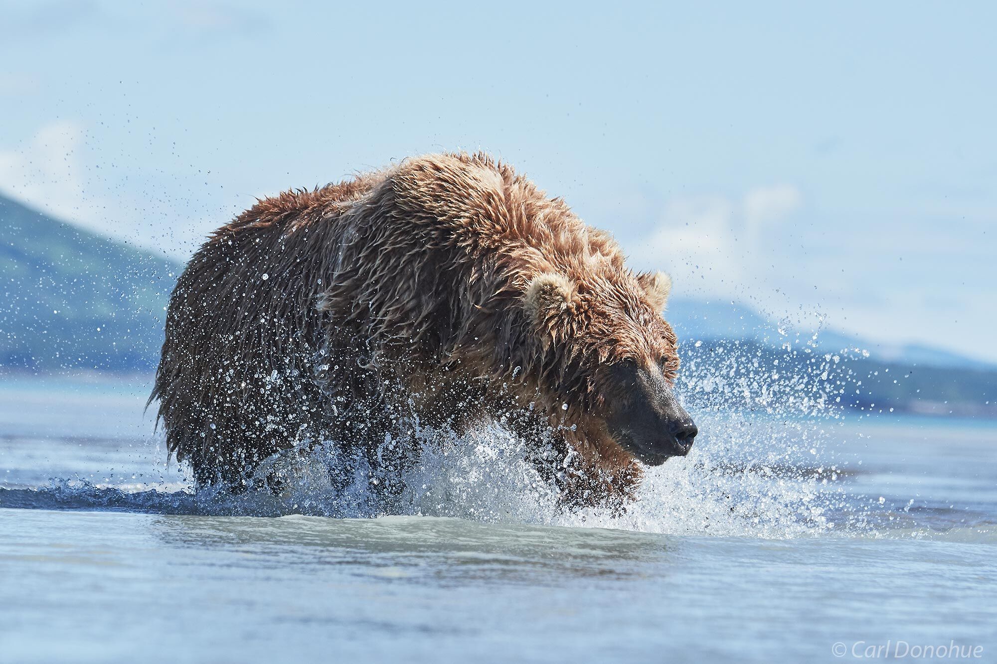 Adult female brown bear stalking salmon in the shallows of Hallo Bay, Katmai National Park and Preserve, Alaska.