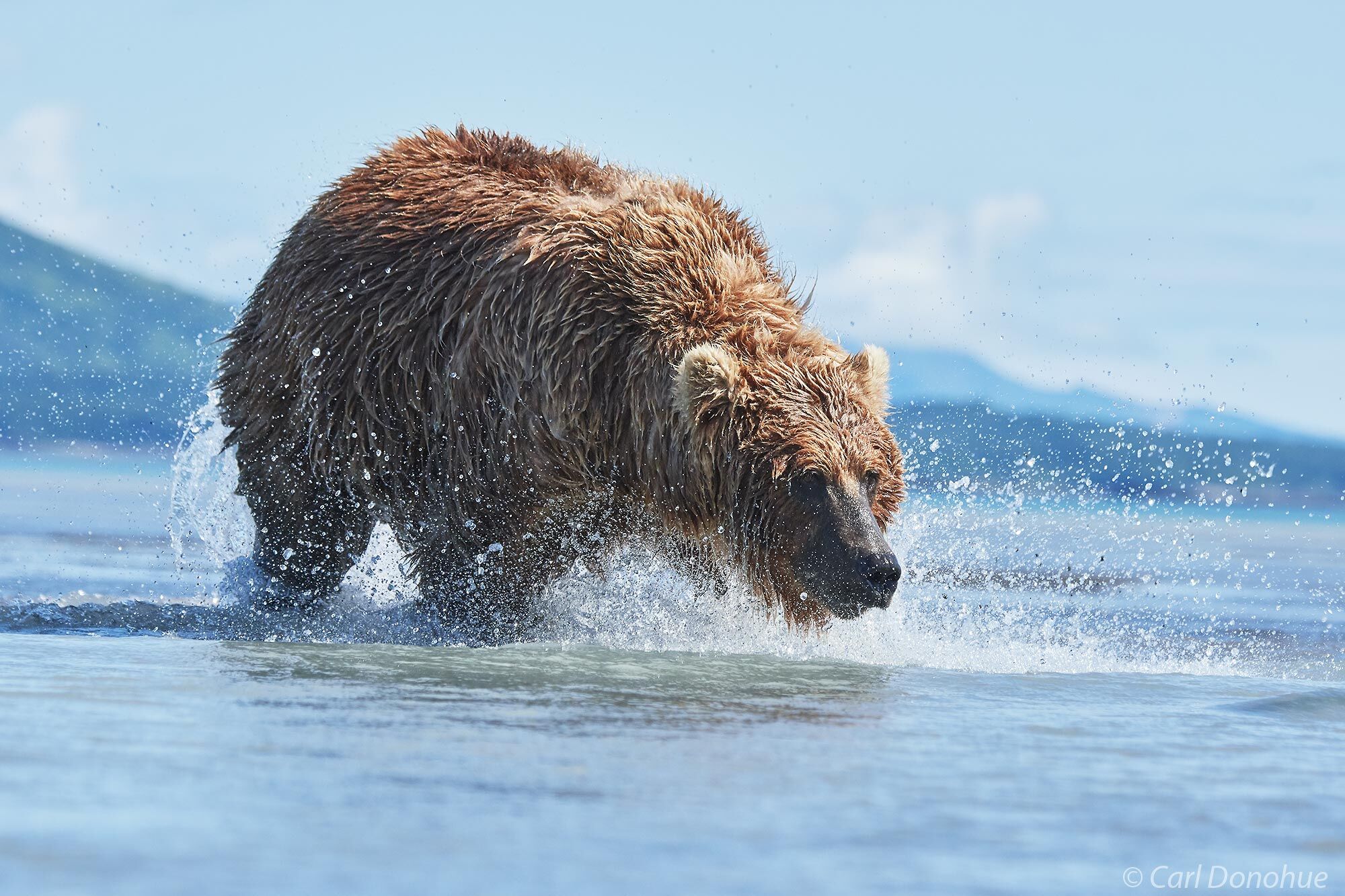 Adult female brown bear stalking salmon in the shallows of Hallo Bay, Katmai National Park and Preserve, Alaska.