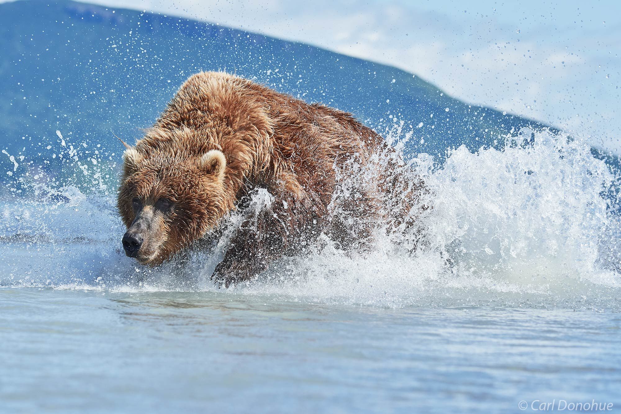 Female brown bear chasing salmon in the shallows of Hallo Bay, Katmai National Park and Preserve, Alaska.