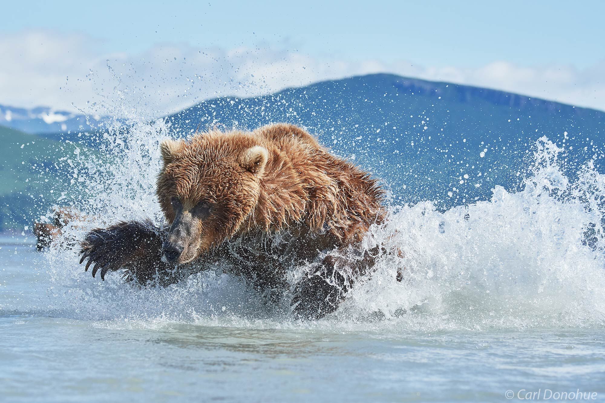 Female brown bear, paws raised for the final lunge, chases salmon in the shallows of Hallo Bay, Katmai National Park and Preserve...