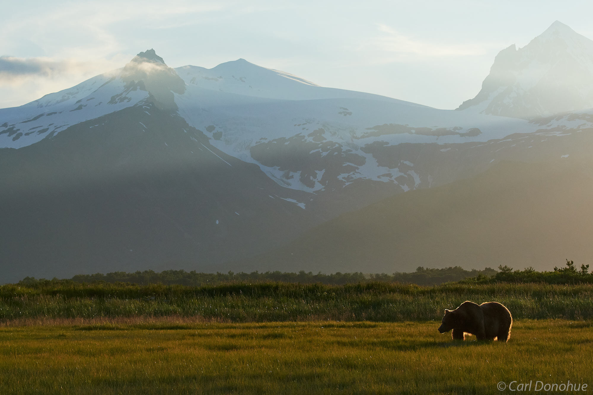 Brown bear, backlit against the setting sun, forages grass on the sedge flats of Holly Bay, towering mountains of the Alaska...