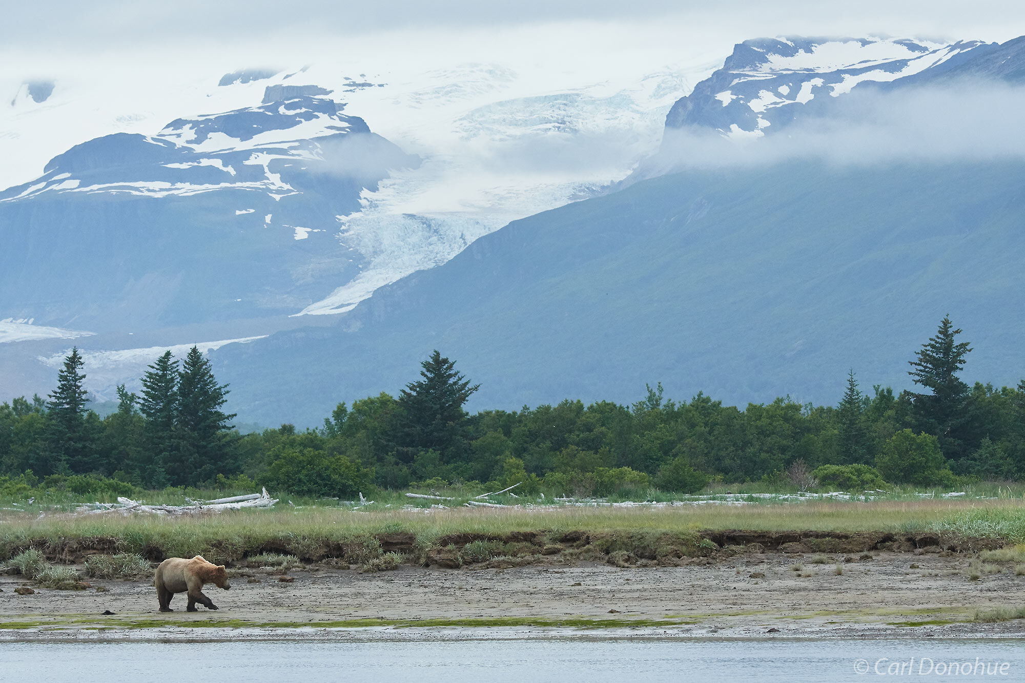 Brown bear and the awesome landscape of Hallo Bay, Mount Steller, Katmai National Park and Preserve, Alaska.
