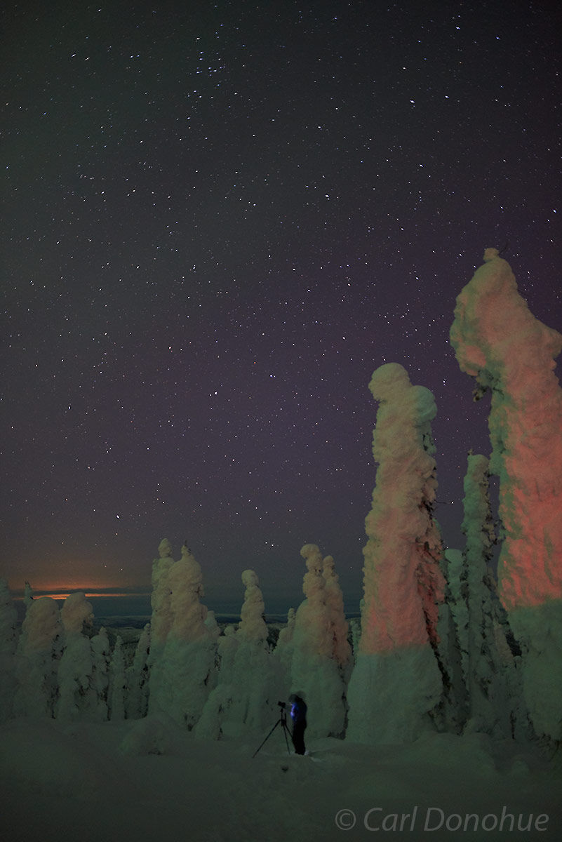 A photographer awaits the coming northern lights and stands beneath towering snow-covered white spruce trees in the boreal forest...