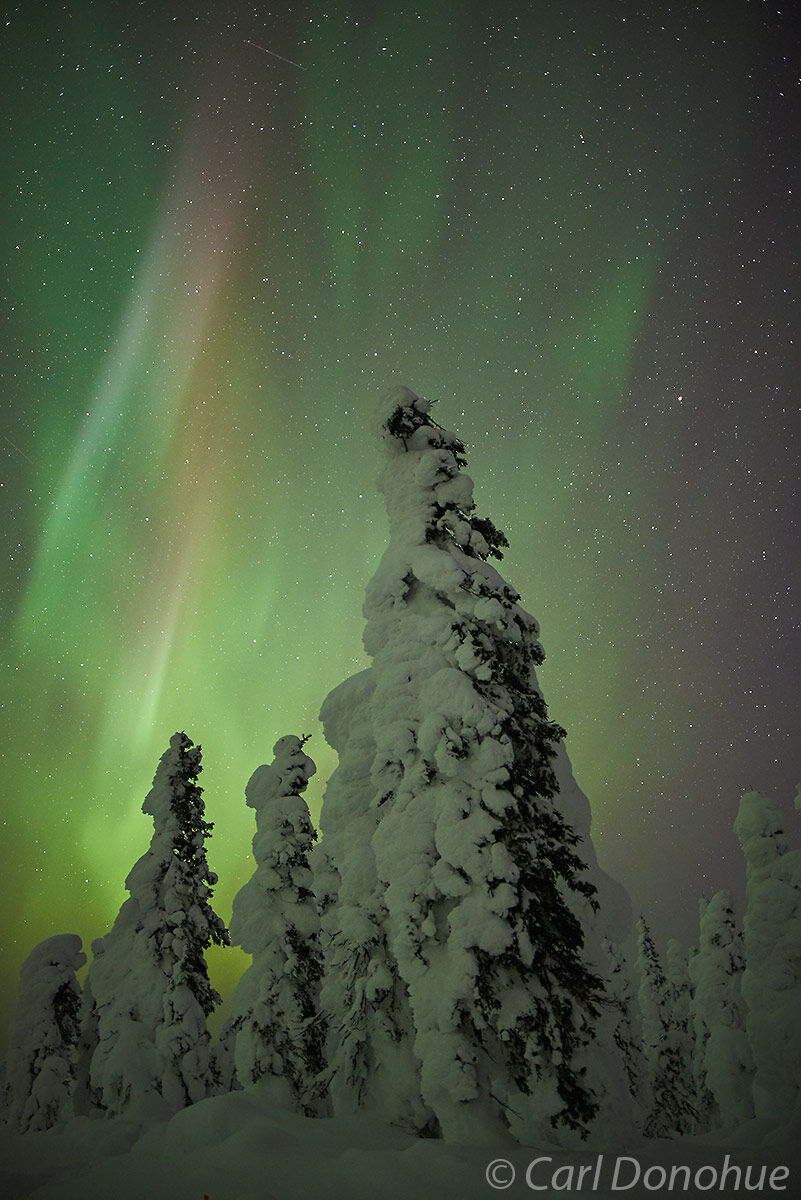 Northern Lights over the boreal forest in arctic Alaska, Alaska.