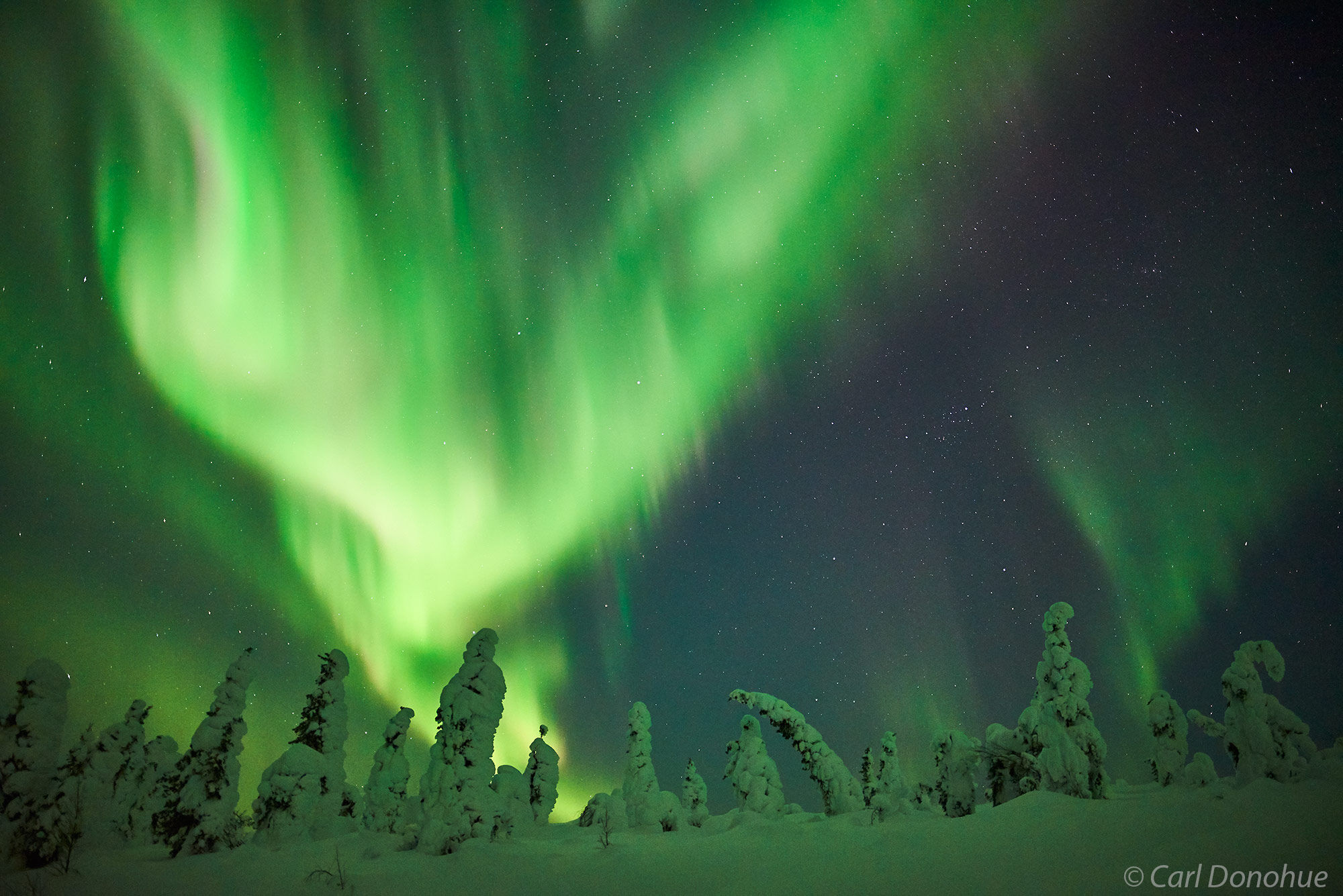 Northern Lights or aurora borealis over spruce trees and the boreal forest, from the Dalton Highway, Alaska.
