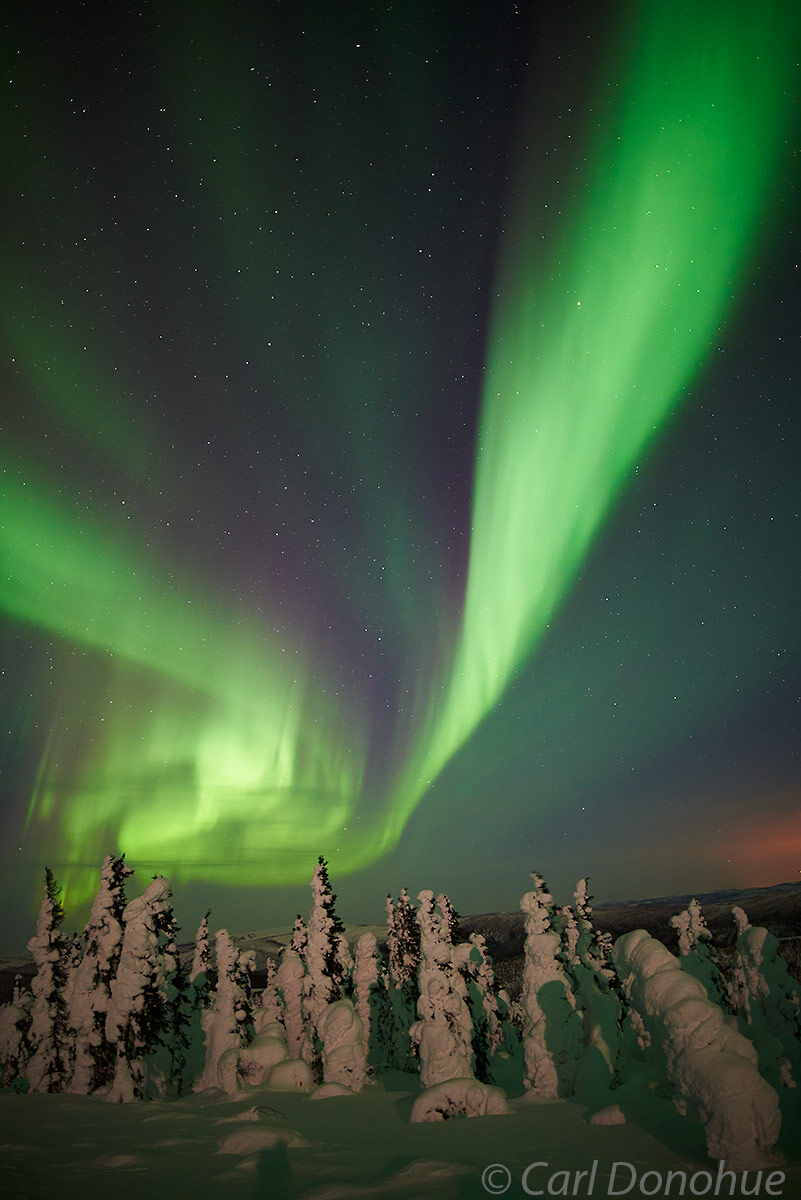The bright light of the full moon, the snow-covered trees of the boreal forest and an early aurora borealis display  in interior...