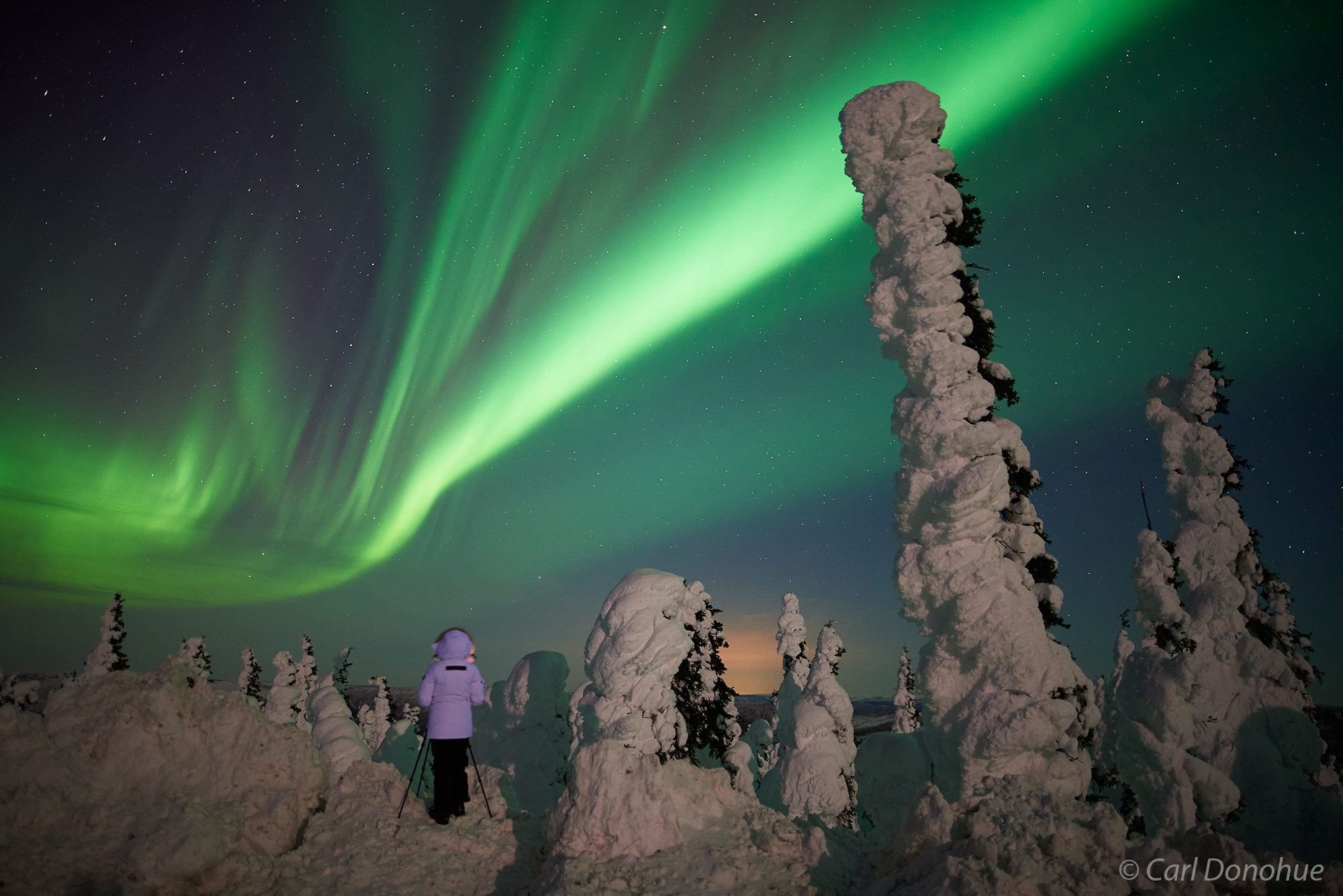 The full moon lights up a photographer enjoying the daazzling snow-covered trees of the boreal forest and an early aurora borealis...