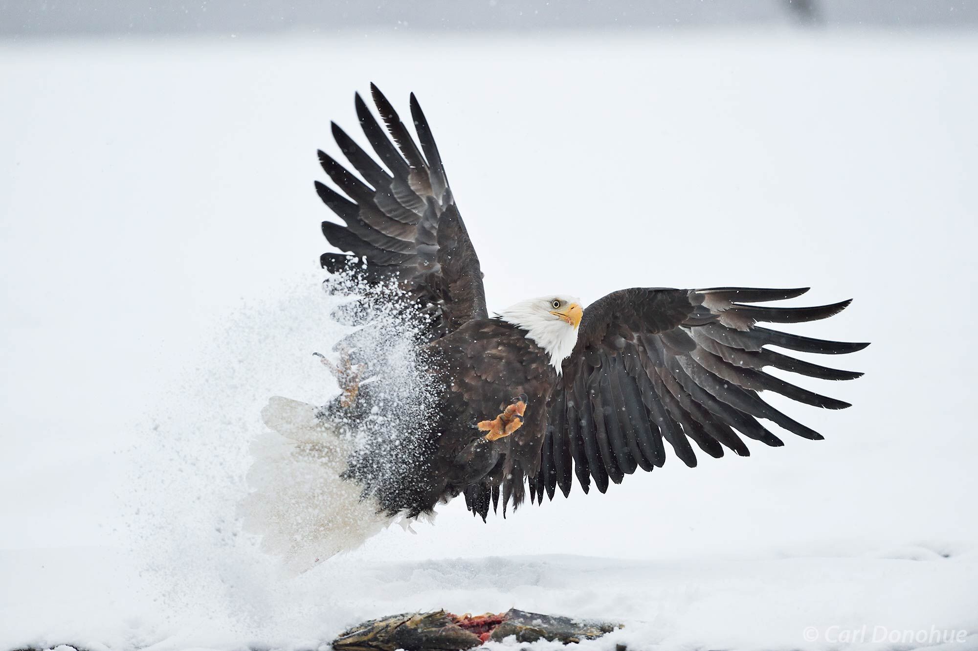 Bald eagle flying in to land in snow, Haines, AK. Haliaeetus leucocephalus photo.