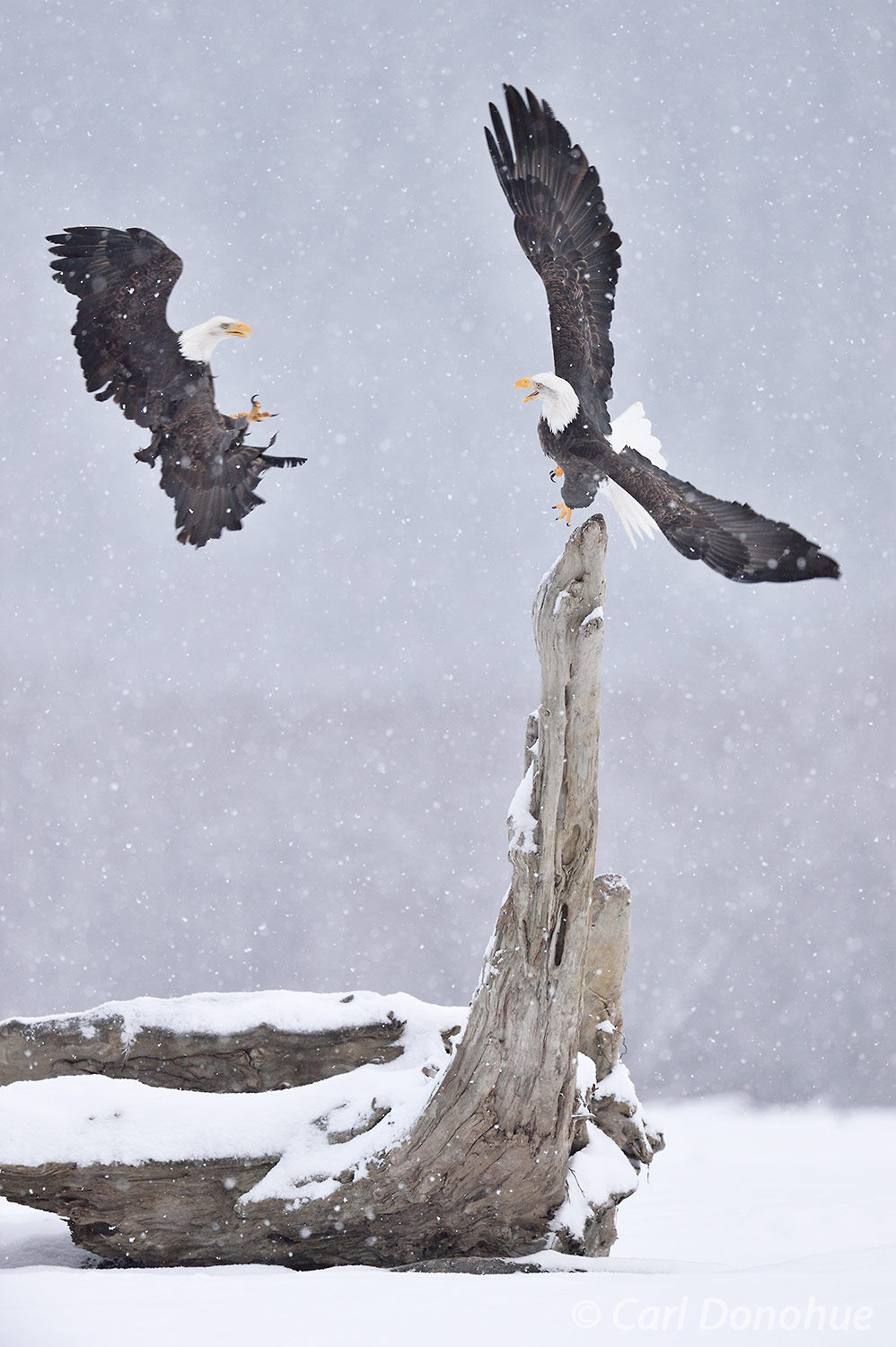 One bald eagle taking over the perch of another in a snow storm, along the Chilkat River near Haines. The Chilkat Bald Eagle...