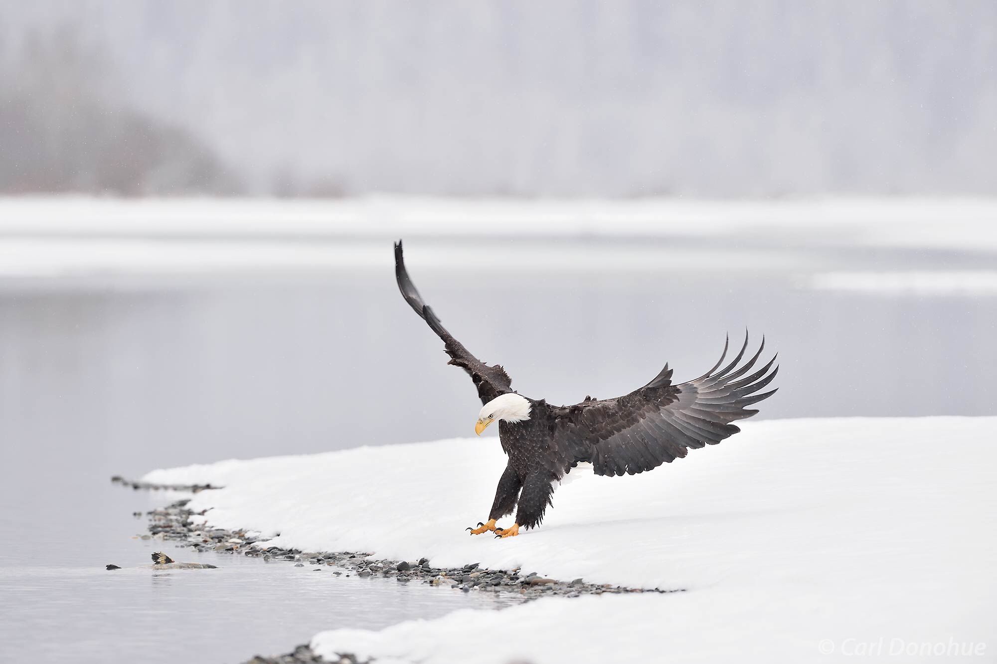A mature bald eagle comes in to land along the shore of Chilkat River, on a snow-covered riverbank. The Chilkat Bald Eagle Preserve...