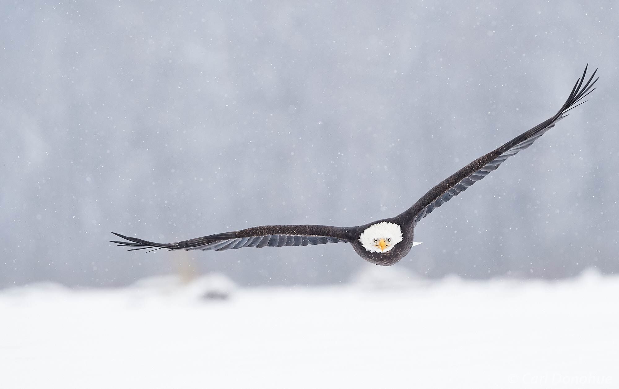 Wings spread, a mature bald eagle in flight over the snow-covered ground in Chilkat River valley, near Haines Alaska, Bald eagles...