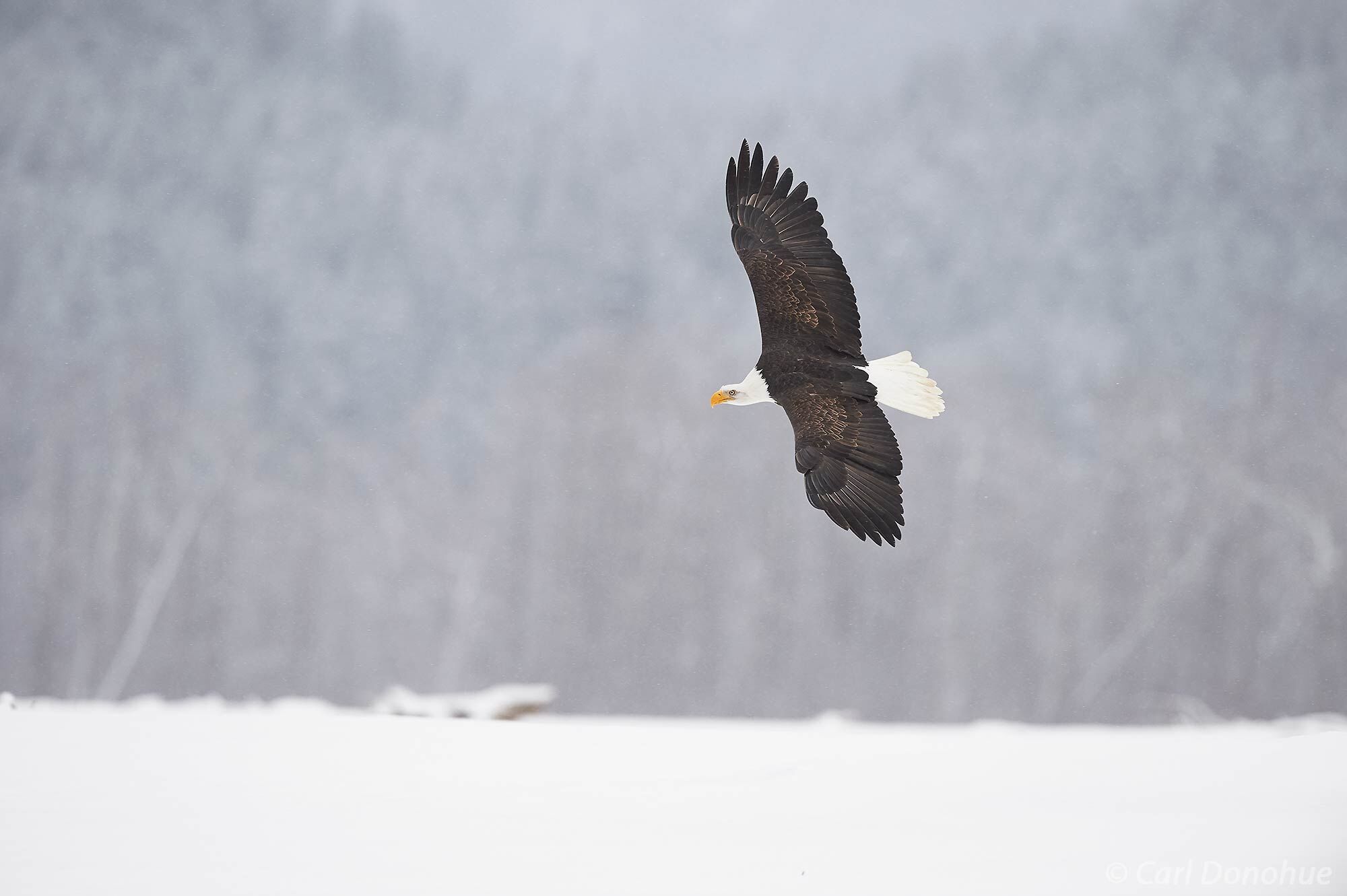 Soaring against a snow-covered mountain backdrop, a majestic adult bald eagle in flight is a wonderful scene.  The Chilkat Bald...