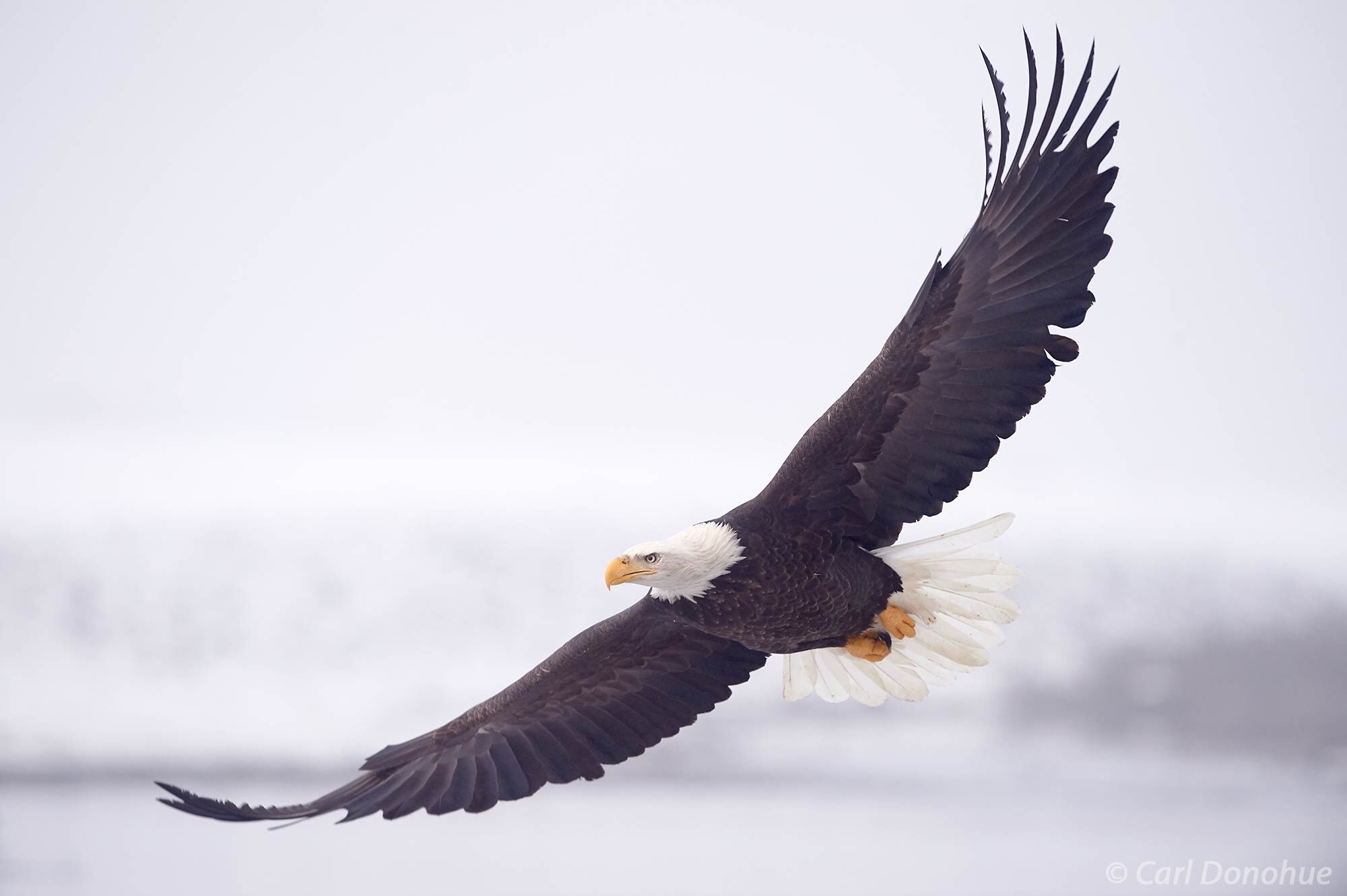 A beautiful mature bald eagle in full-flight, wings spread wide against a snowy background. What more can I ask for! Near Haines...