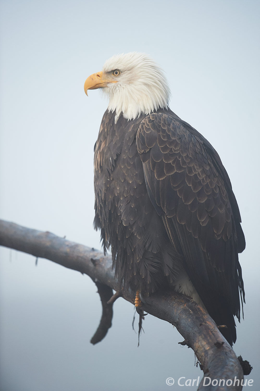 Perched on a piece of driftwood along the Chilkat River, this mature bald eagle sat patiently while I photographed it. And photographed...