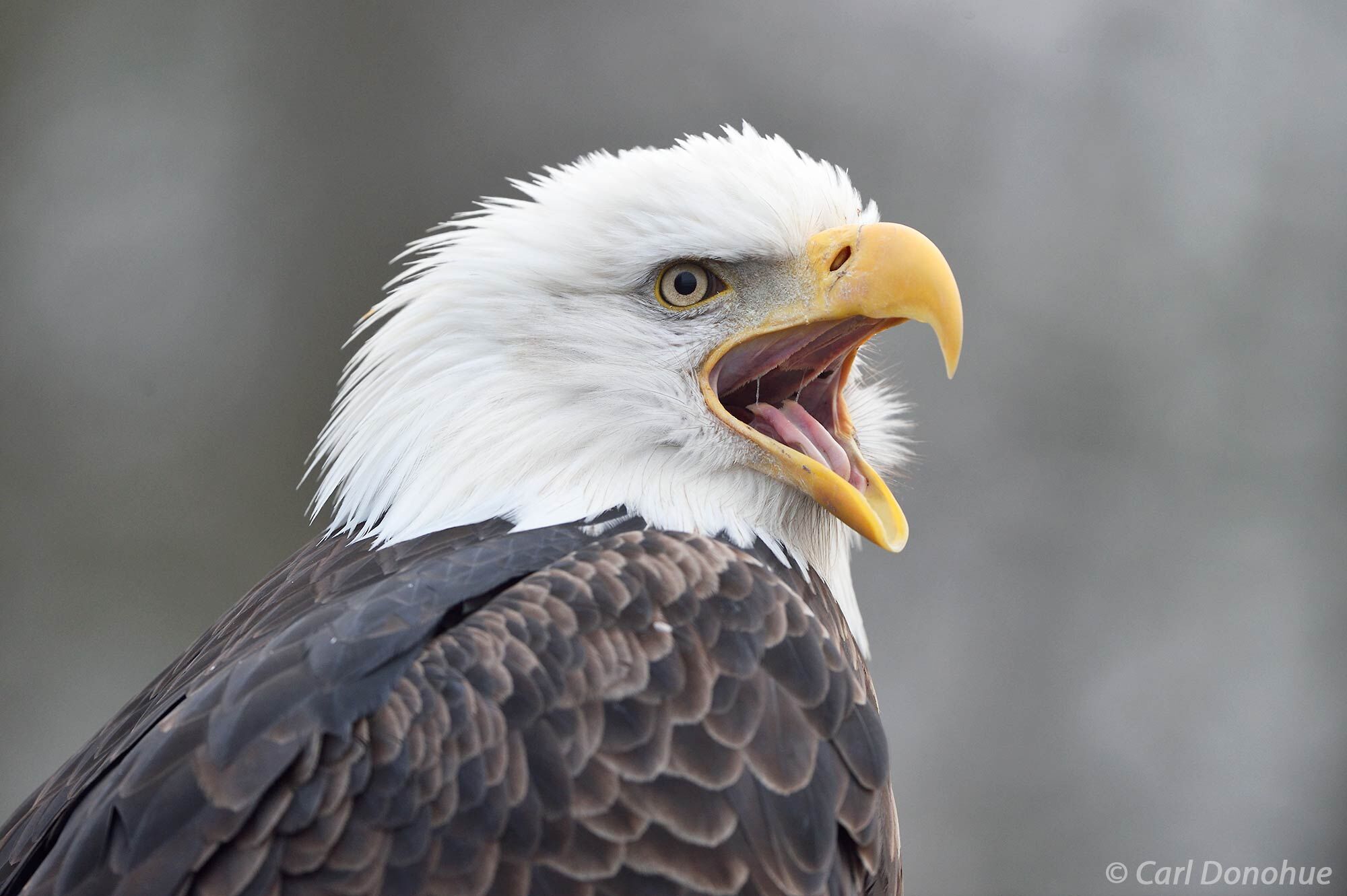 A mature bald eagle calling, announces to the world he’s “here”.  Bald eagles love to fight, and love to let others know...
