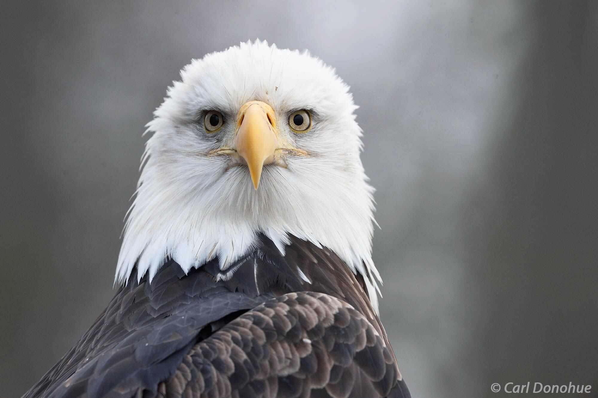 The Stare! A mature bald eagle stares directly into the camera as it sits perched on a branch along the Chilkat River, near Haines...
