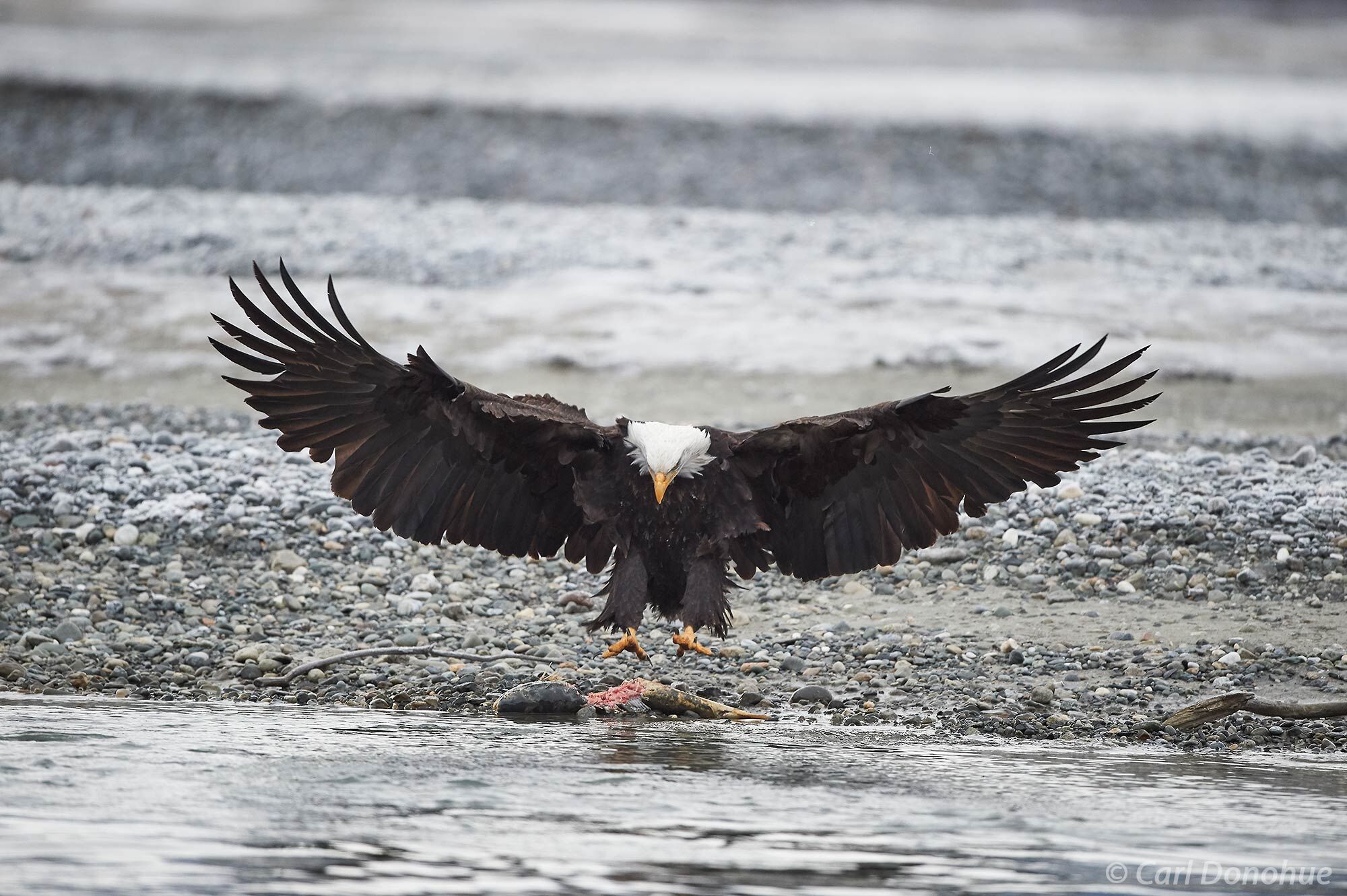 A mature bald eagle swooping in to take a fish carcass on the shores of the Chilkat River, near Haines, Alaska. Bald eagle, Haliaeetus...