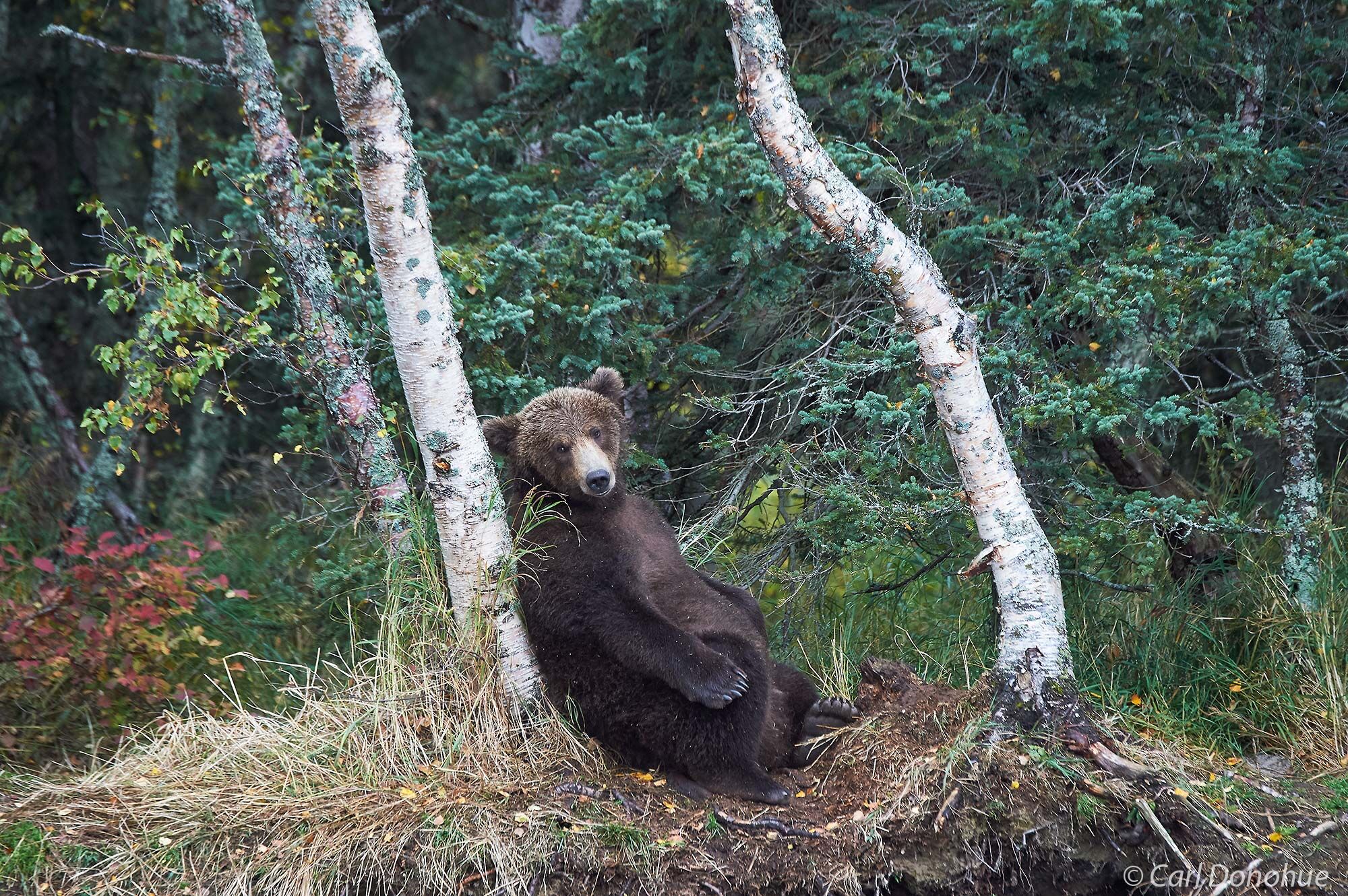 Brown bear resting back against a birch tree on the riverbank, near Brooks River, Katmai National Park and Preserve, Alaska.