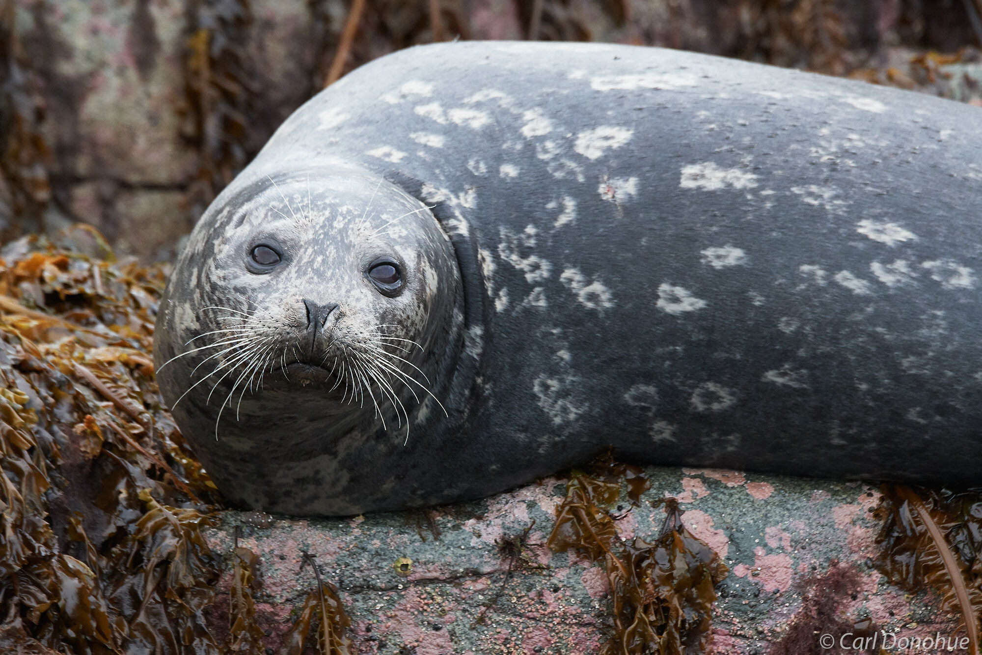 A dark gray, almost black, harbor seal in Kukak Bay, near Katmai National Park and Preserve, Alaska.