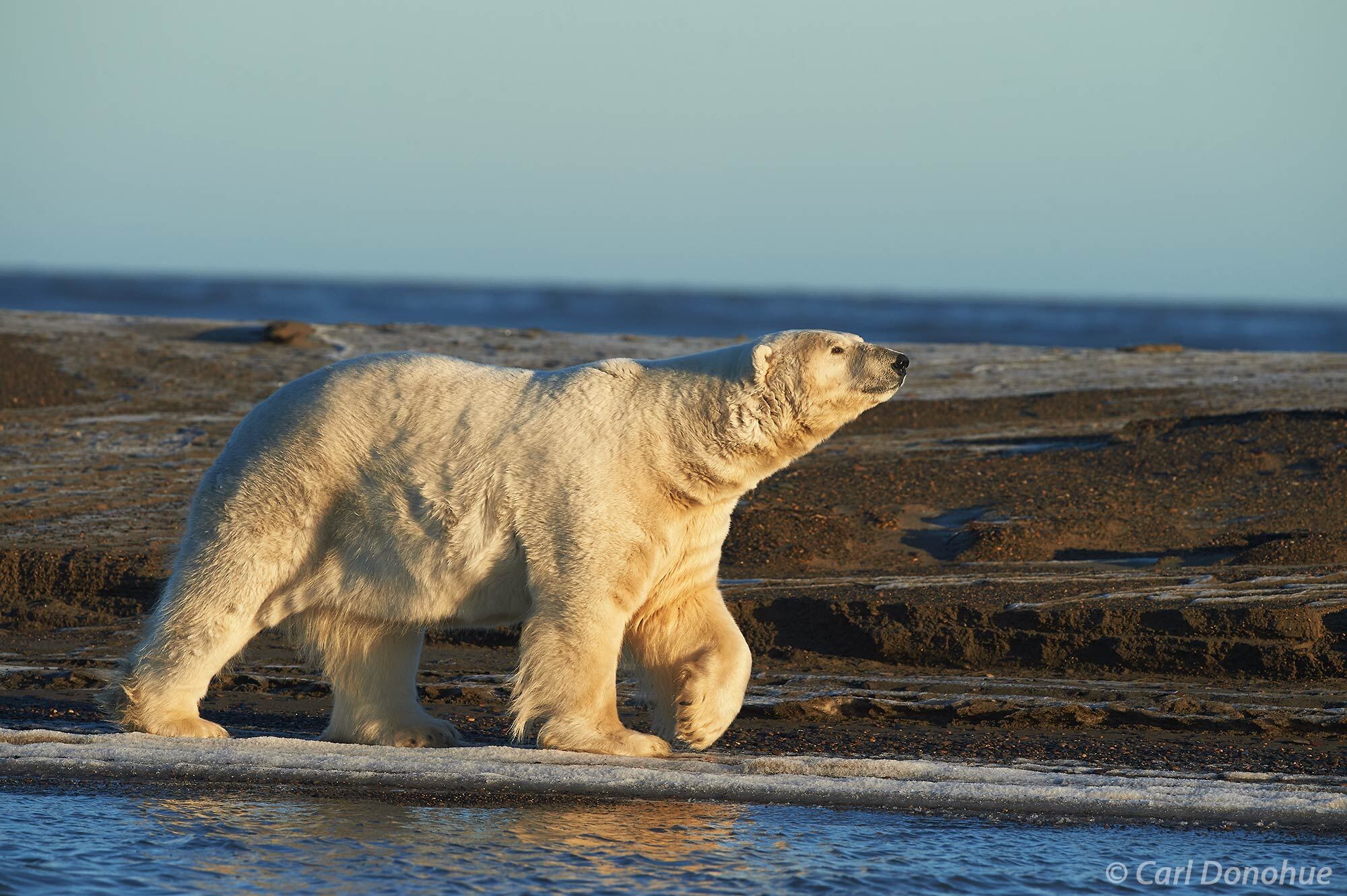 A massive male polar bear, weighing as much as 1200lbs, walks along the shores of the Beaufort Sea in Alaska’s  Arctic National...