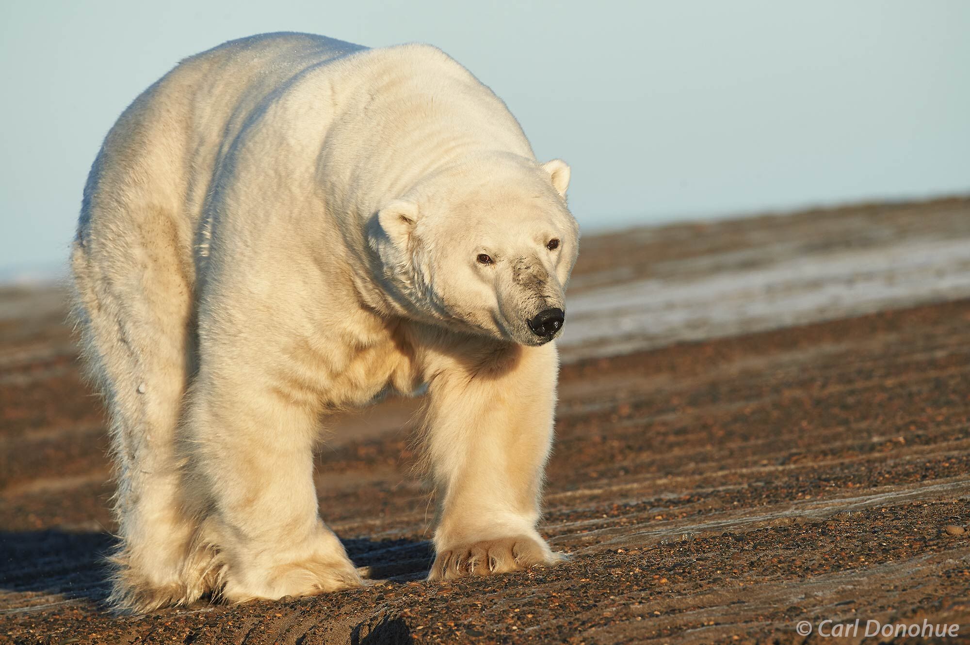 A massive male polar bear, weighing as much as 1200lbs and owning every bit of it, walks along the shores of the Beaufort Sea...
