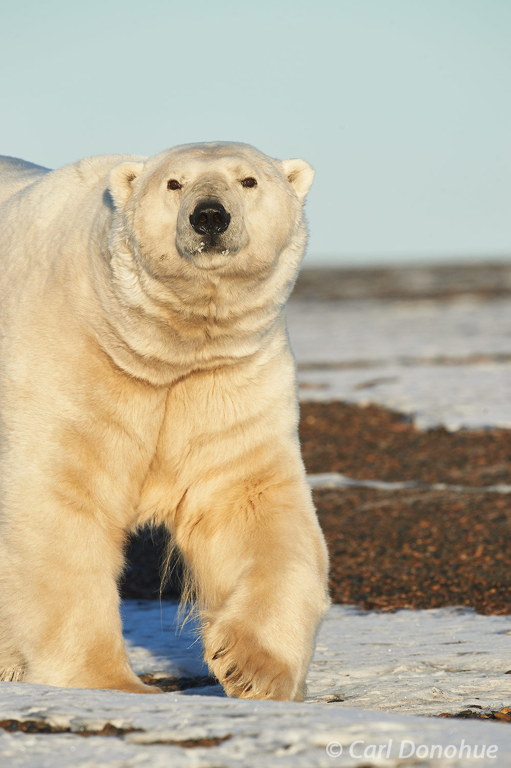 A massive male polar bear walks along the shores of the Beaufort Sea in Alaska’s  Arctic National Wildlife Refuge. Polar Bear...