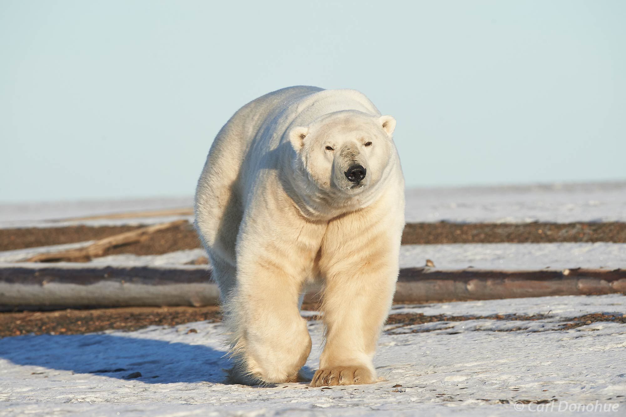 A massive male polar bear approaches as he walks along the shores of the Beaufort Sea in Alaska’s  Arctic National Wildlife...