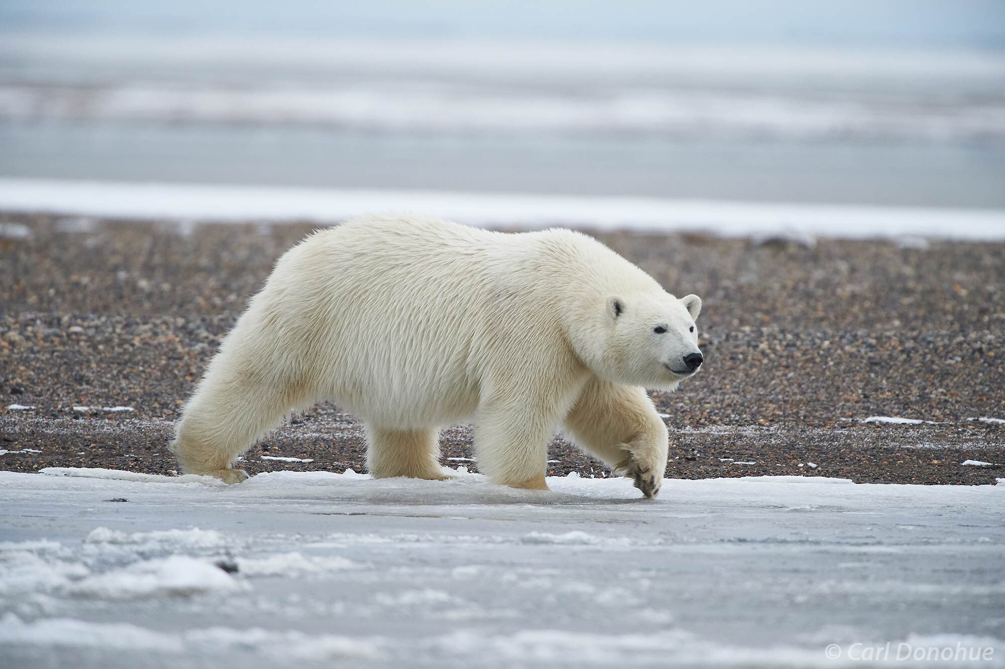 A young polar bear cautiously tests the early ice of the Beaufort Sea, before venturing across its frozen surface. Polar Bear...