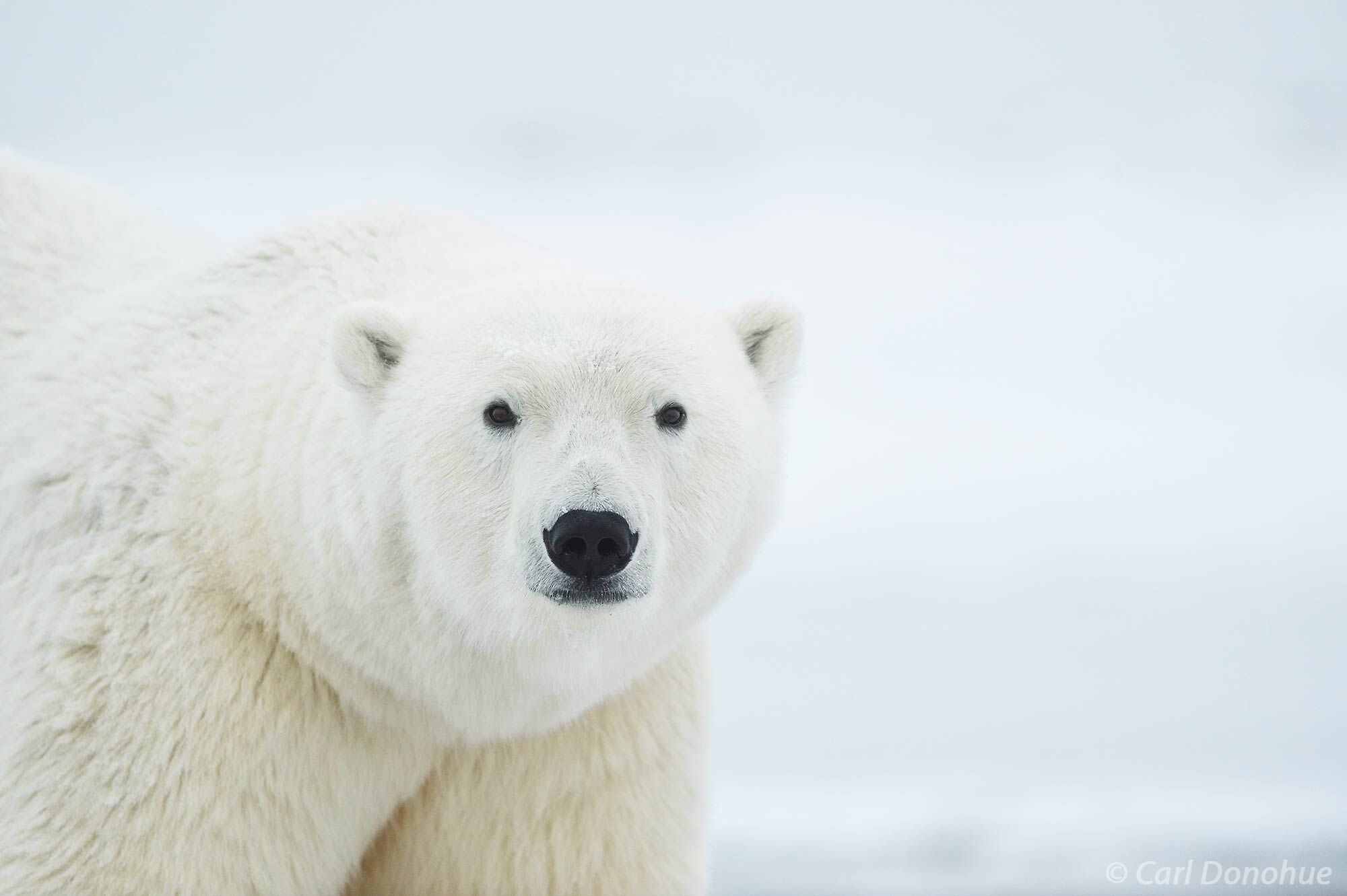 A beautiful young male polar bear walks across the frozen ocean surface of the Arctic Ocean, near the Arctic National Wildlife...