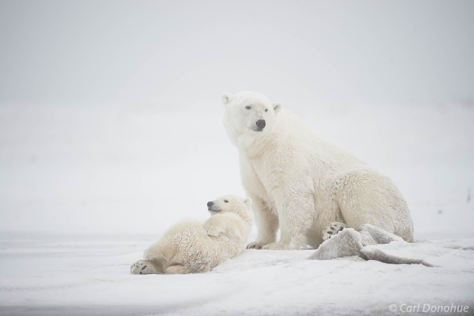 A polar bear mother and her young cub sit on the ice and snow covering the now freezing Beaufort Sea in the Arctic Ocean. Polar...