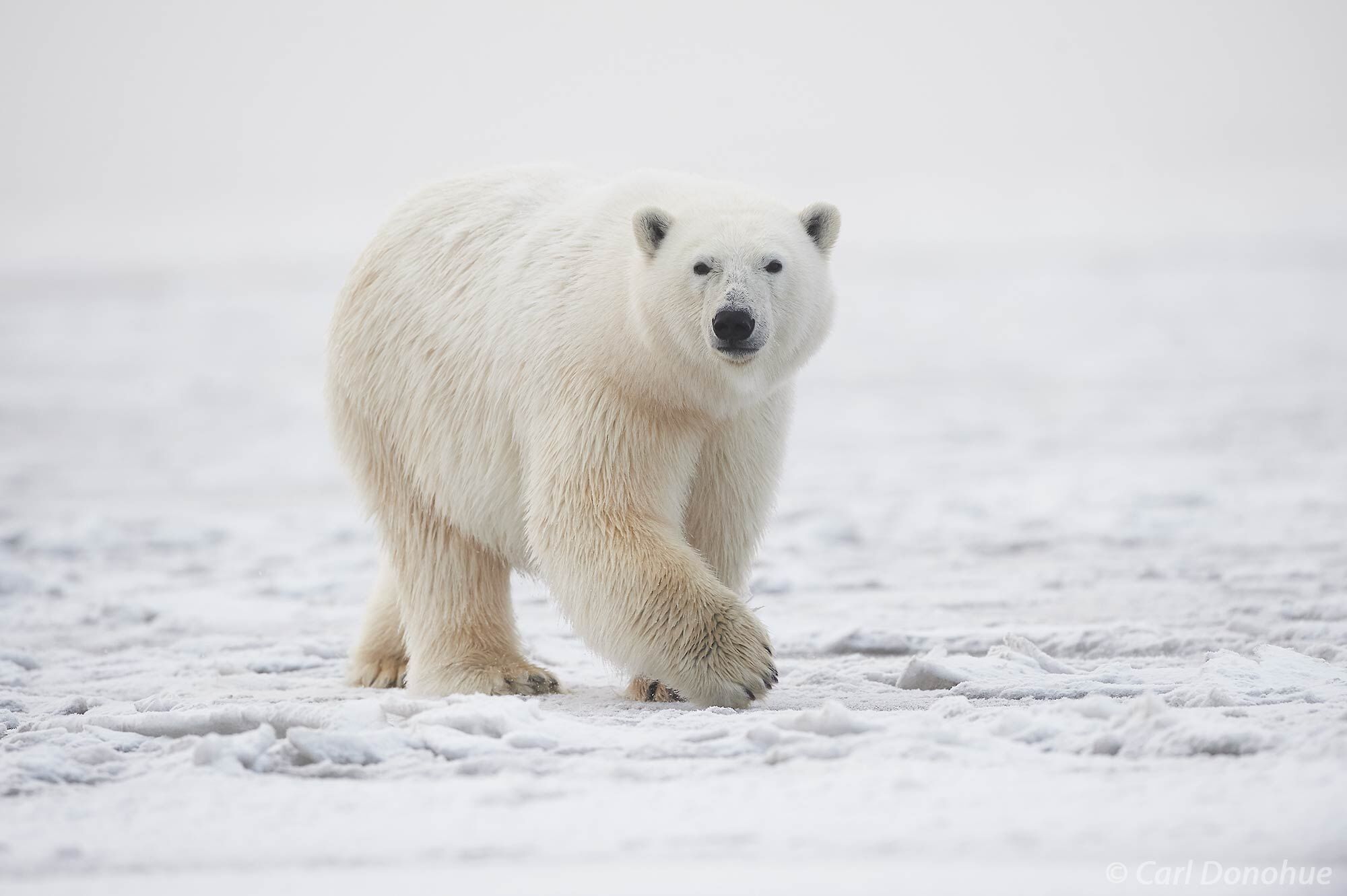 The Beaufort Sea freezes over in early fall, or autumn, and the polar bears venture out to begin their seal hunting season. Polar...