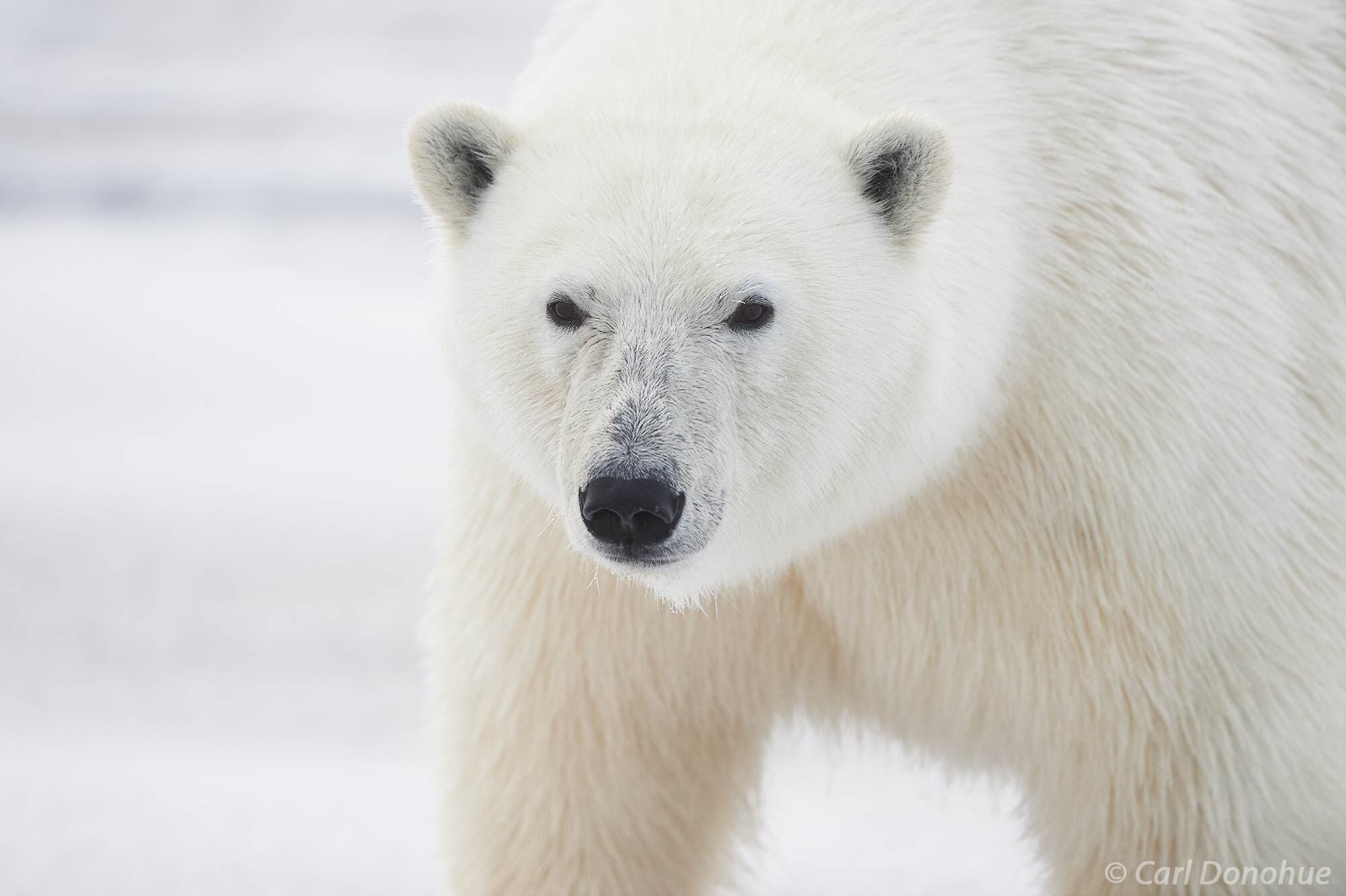 A male polar bear approaching. The Beaufort Sea freezes over in early fall, or autumn, and the polar bears venture out to begin...