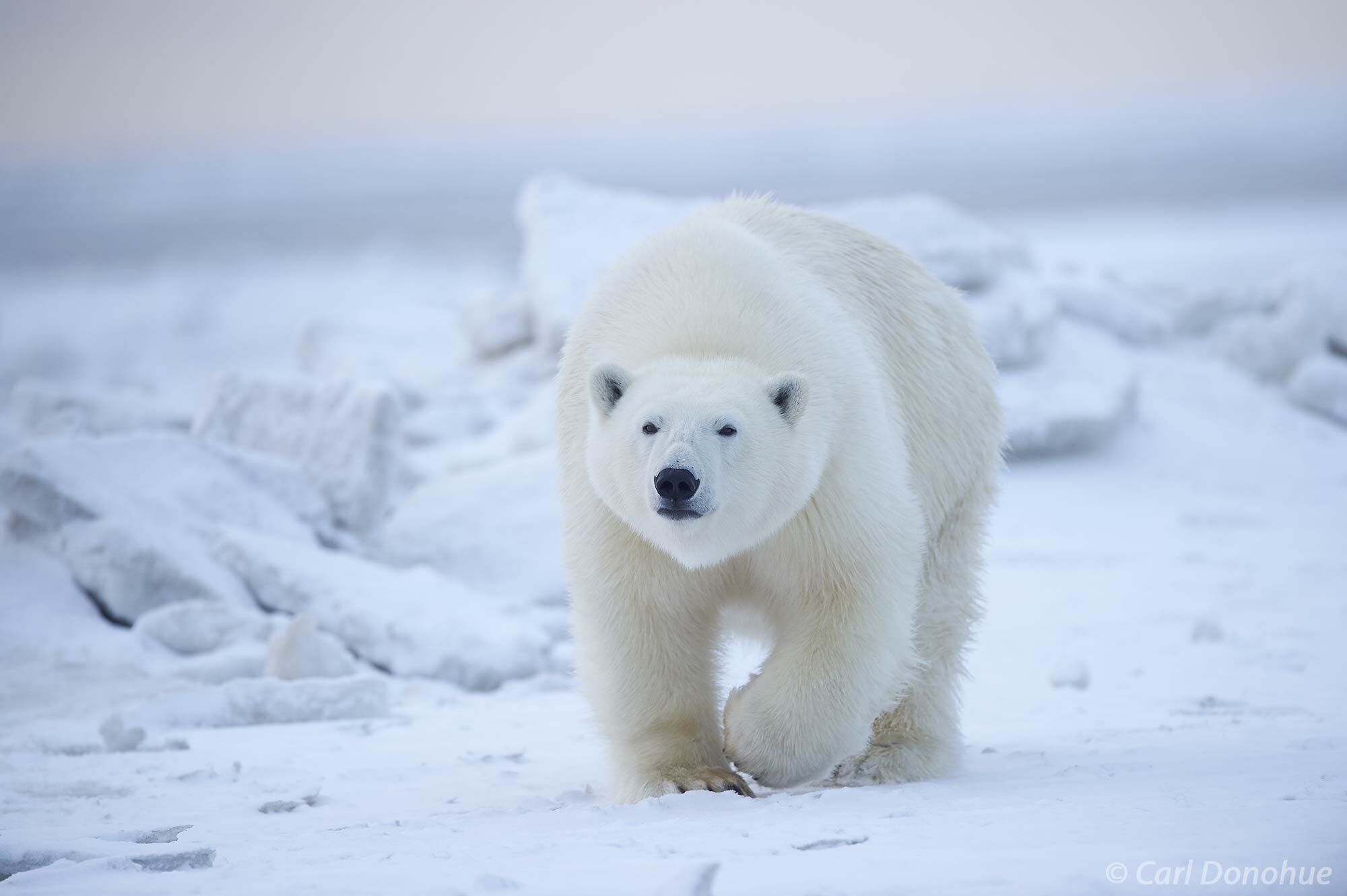 A young adult male polar bear walking over broken sheets of ice. The Beaufort Sea freezes over in early fall, or autumn, and...