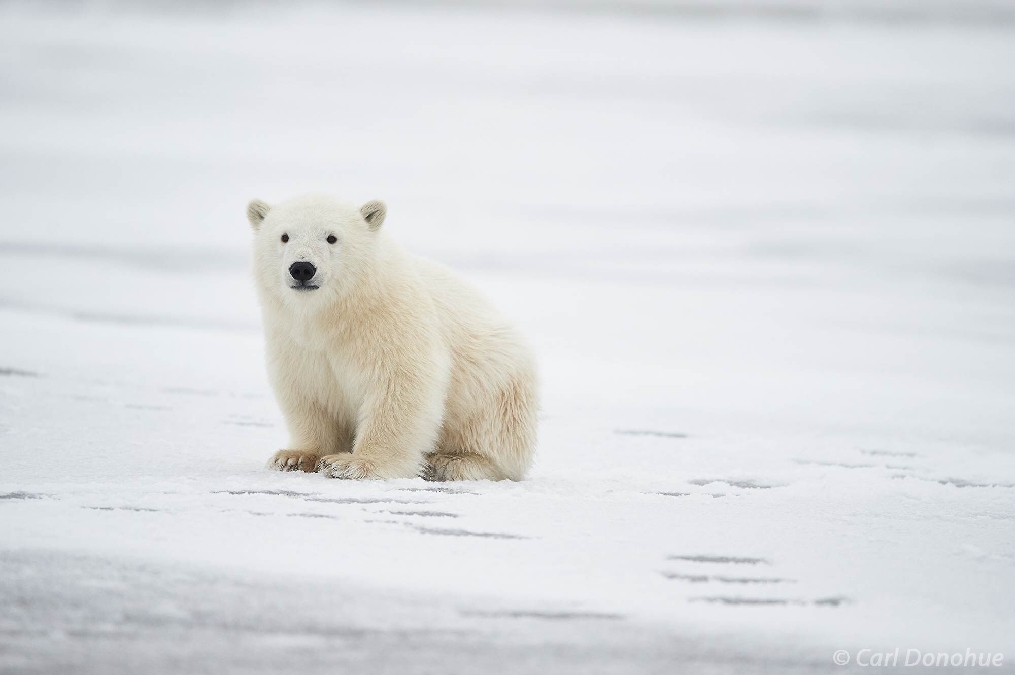 A young Polar Bear cub, sitting on the ice as Beaufort Sea starts to freeze up for the coming winter. Polar bear photo, (Ursus...