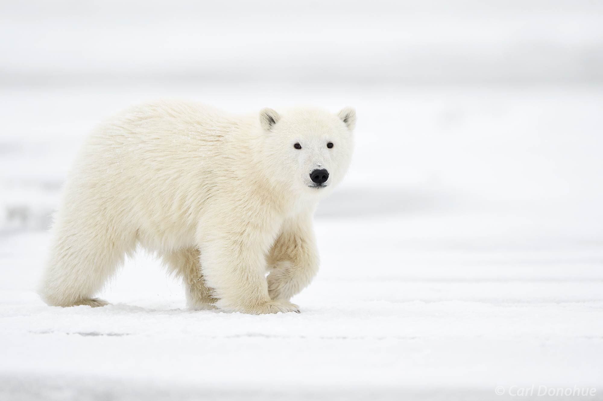 A young Polar Bear cub, walks across the thing ice of the Arctic Ocean in fall, as Beaufort Sea starts to freeze up for the coming...