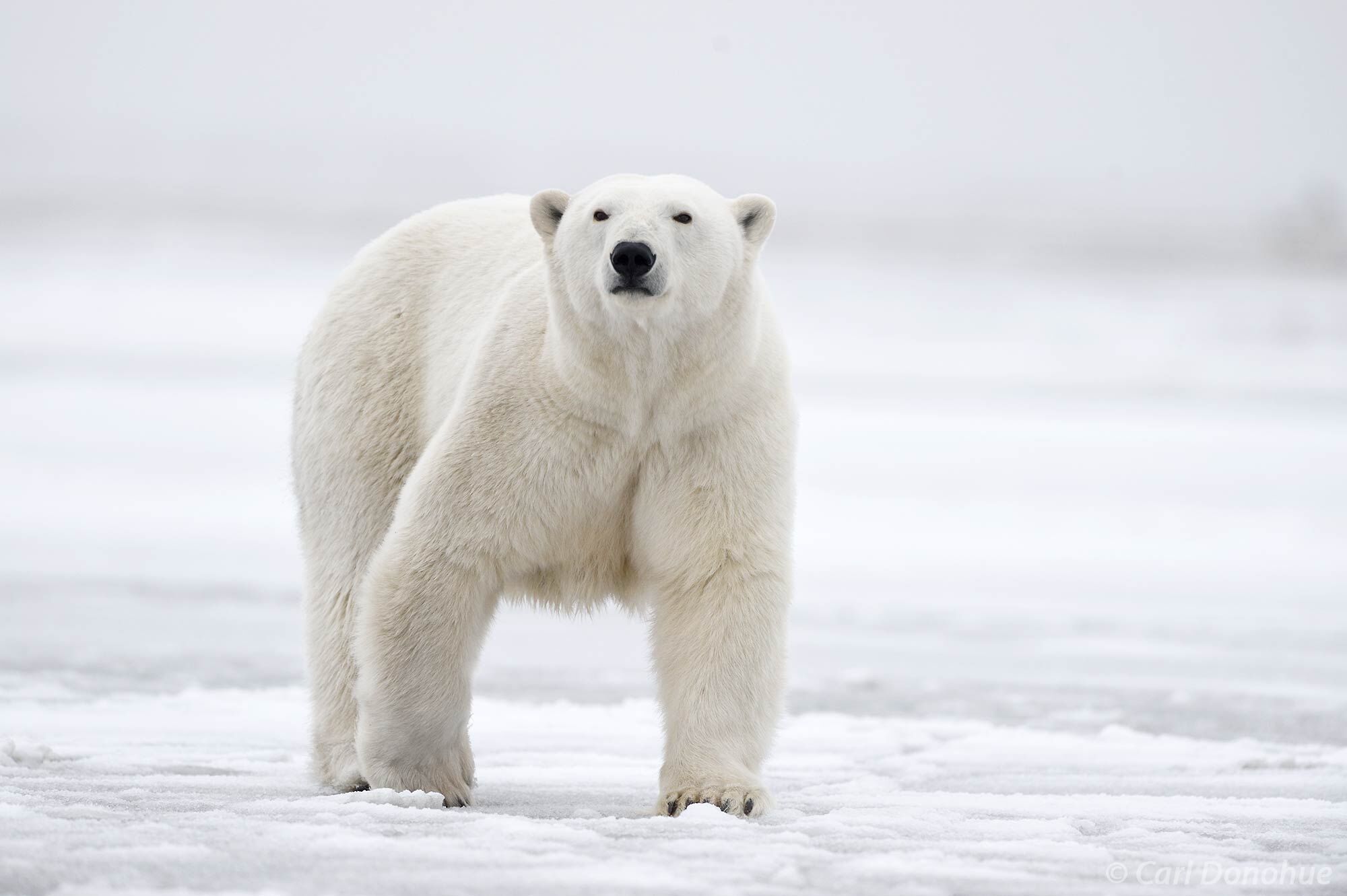 A large female Polar Bear stands and watches over the ice. Polar bear (Ursus maritimus), Arctic National Wildlife Refuge, ANWR...