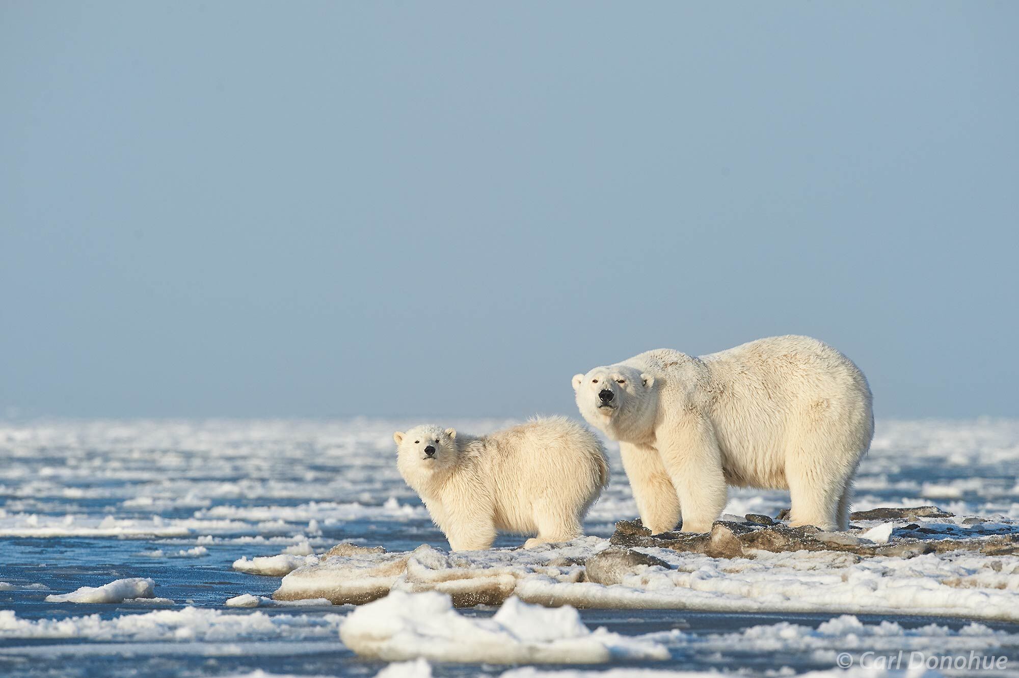 A large female polar bear, or sow, stands on the shores of the Southern Beaufort Sea with her 2 year old cub, waiting the ice...