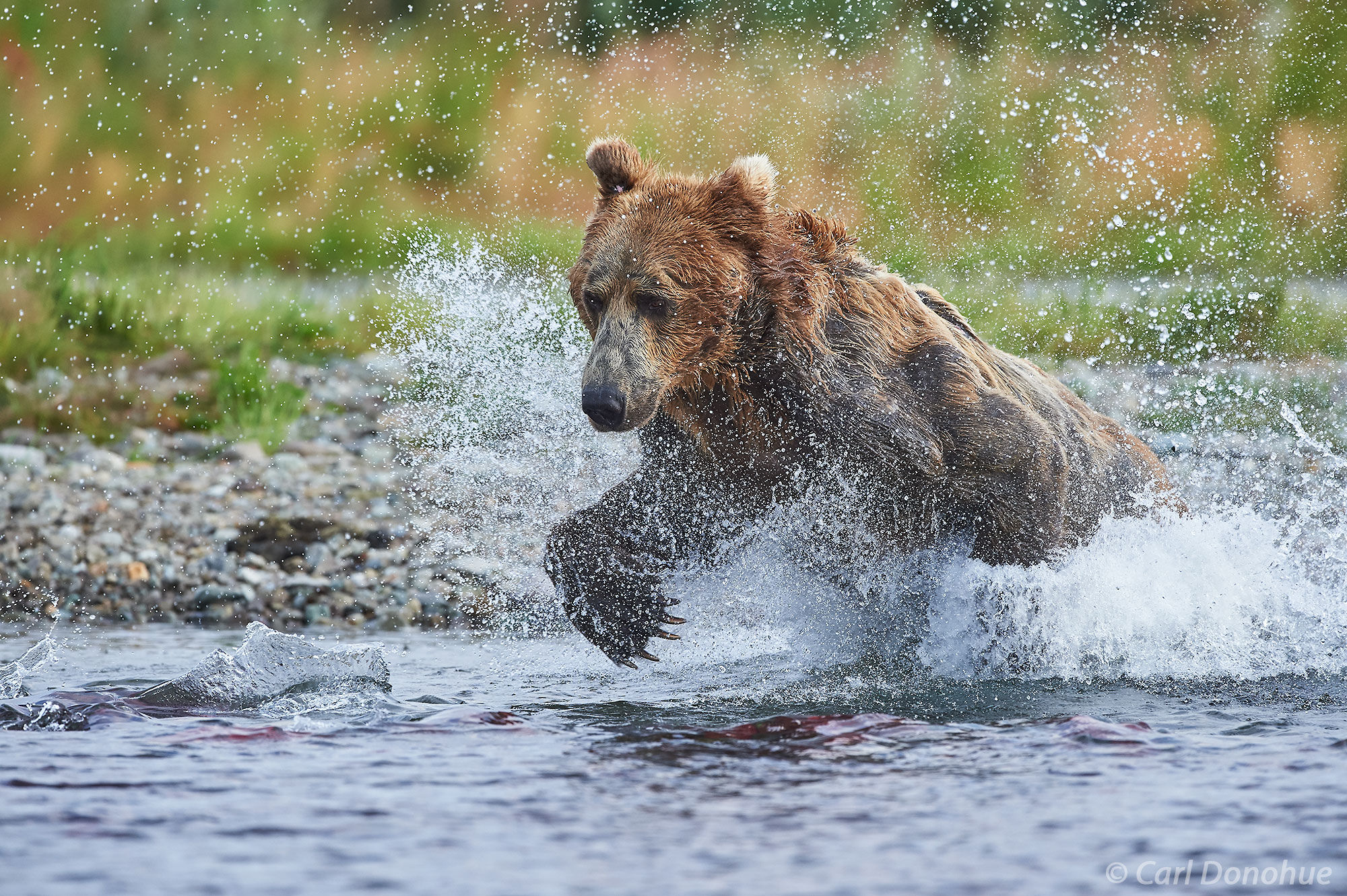 Brown bear male chasing after spawning Sockeye salmon in a small stream in Katmai National Park and Preserve, Alaska. 