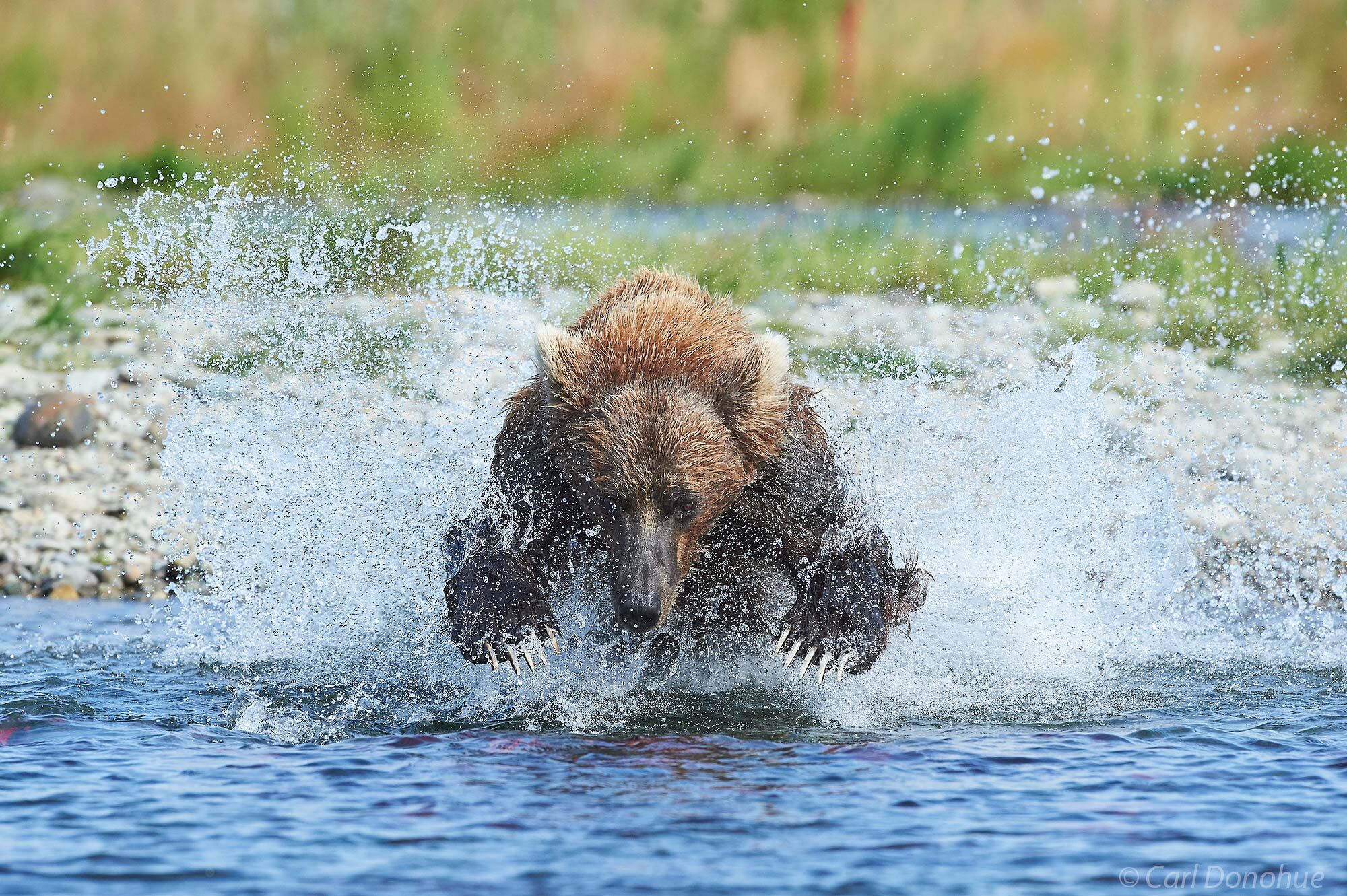 Brown bear catching salmon in a small stream, Katmai National Park and Preserve, Alaska