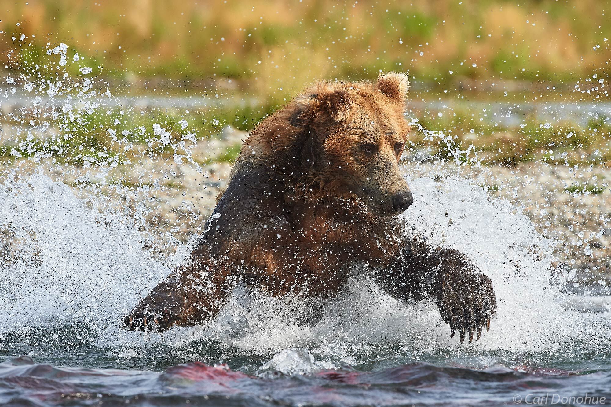 A mature male brown bear going hard chasing after spewing Sockeye salmon in Katmai National Park and Preserve, Alaska.