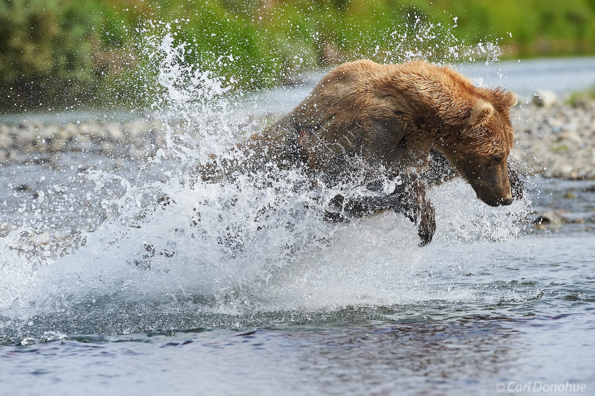 A mature male brown bear going hard chasing after spewing Sockeye salmon in Katmai National Park and Preserve, Alaska.