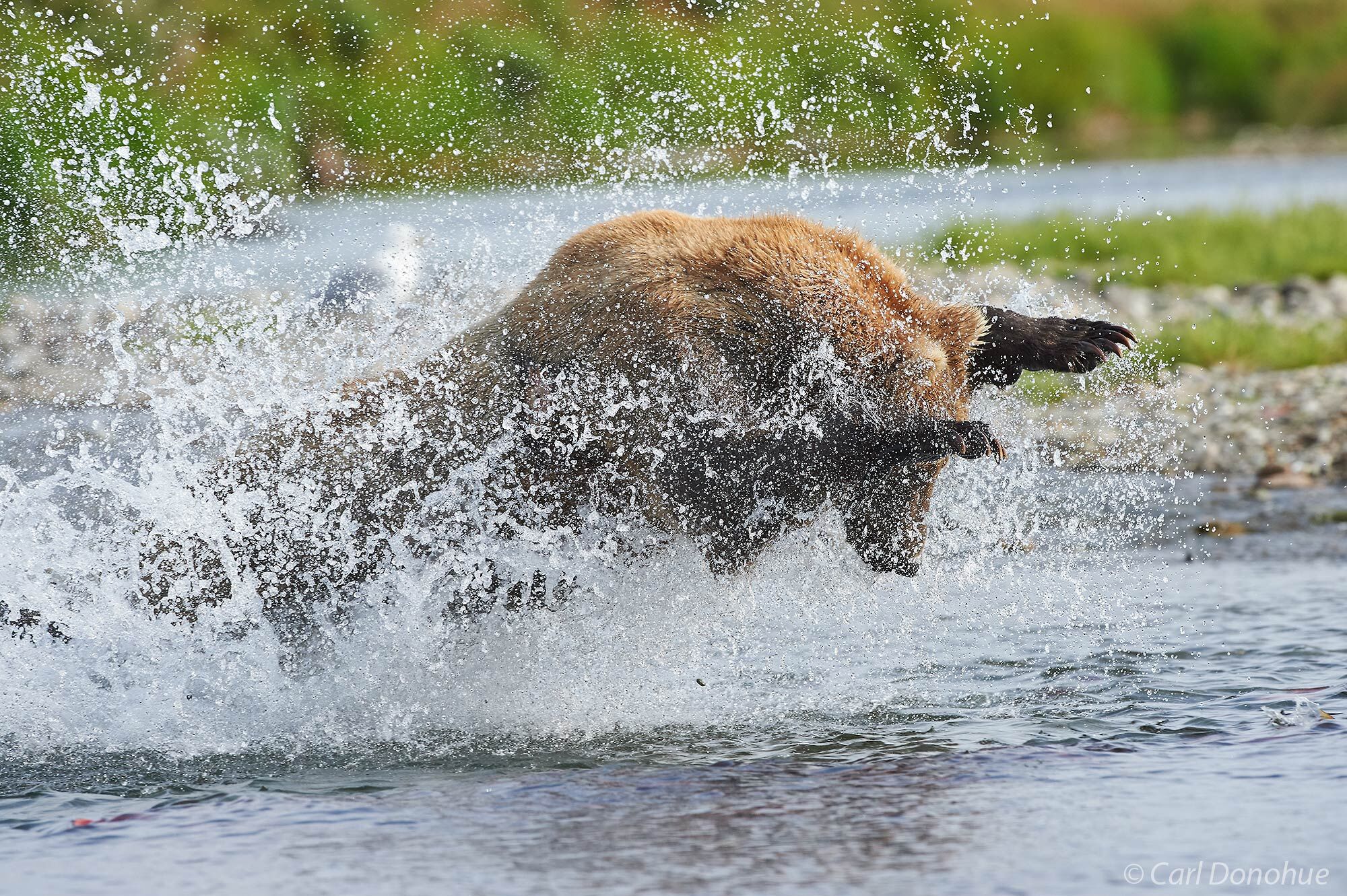 A young male brown bear chasing after spawning Sockeye salmon in Katmai National Park and Preserve, Alaska.